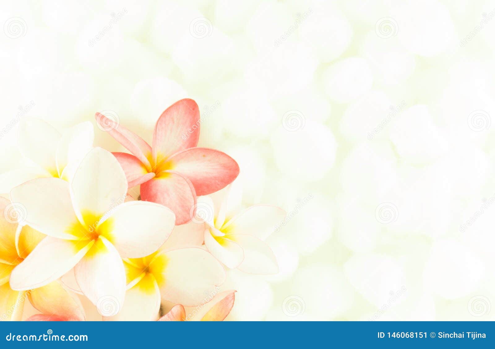 Featured image of post Wallpaper Plumeria Background Wallpaper pattern of plumeria flowers laying on white background