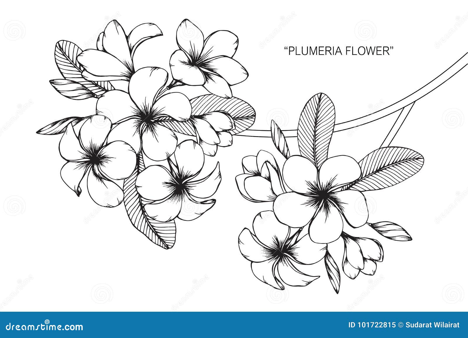 plumeria flower drawing and sketch.