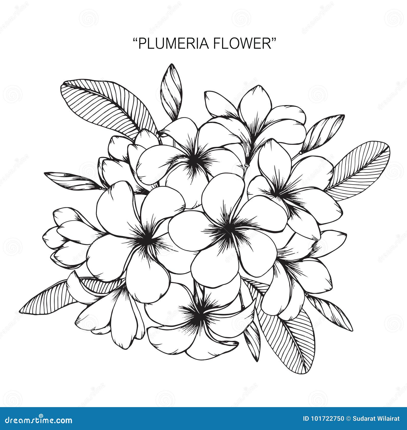 plumeria flower drawing and sketch.