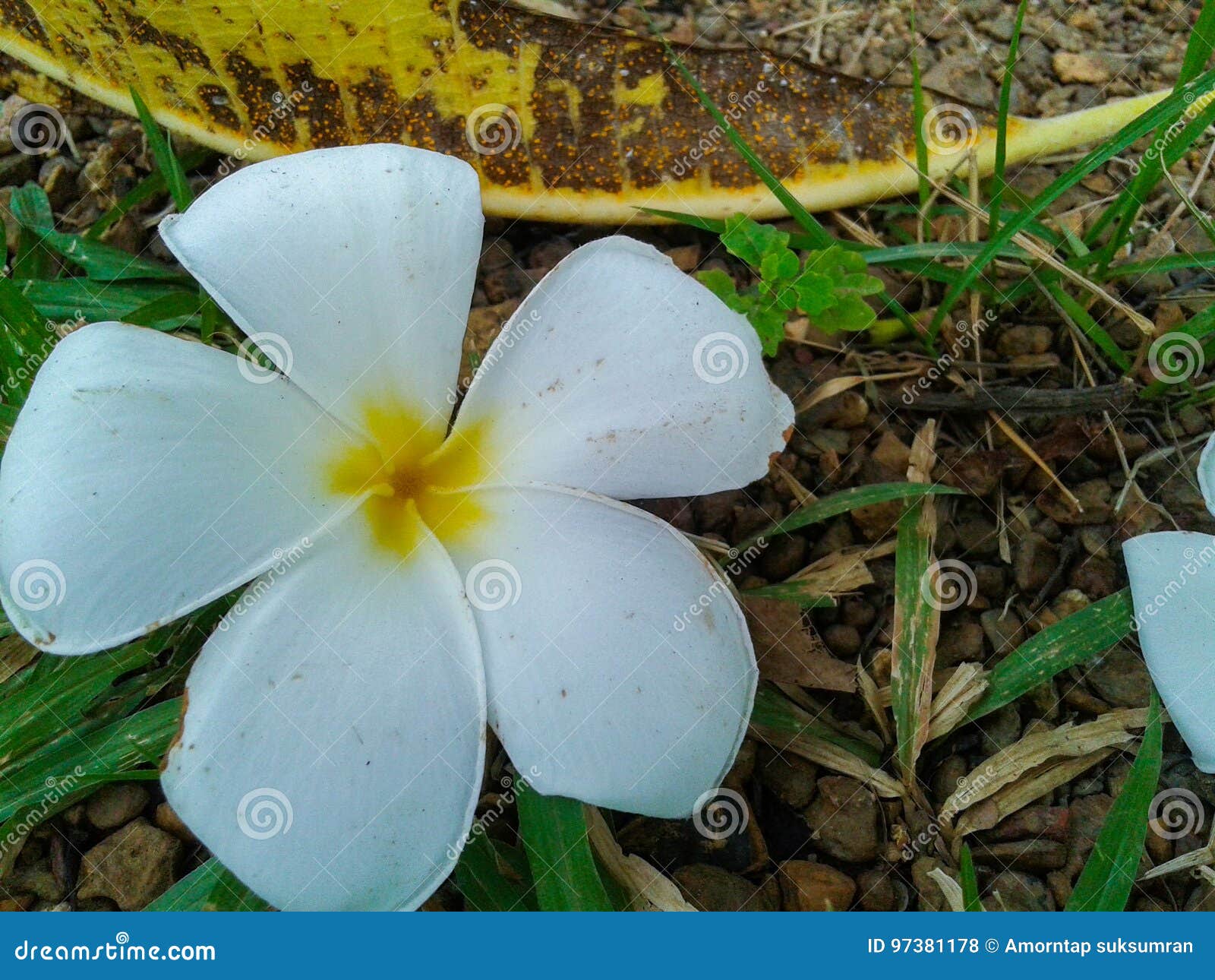 Plumeria Flower Fall Down on the Ground and Grass Stock Photo Image
