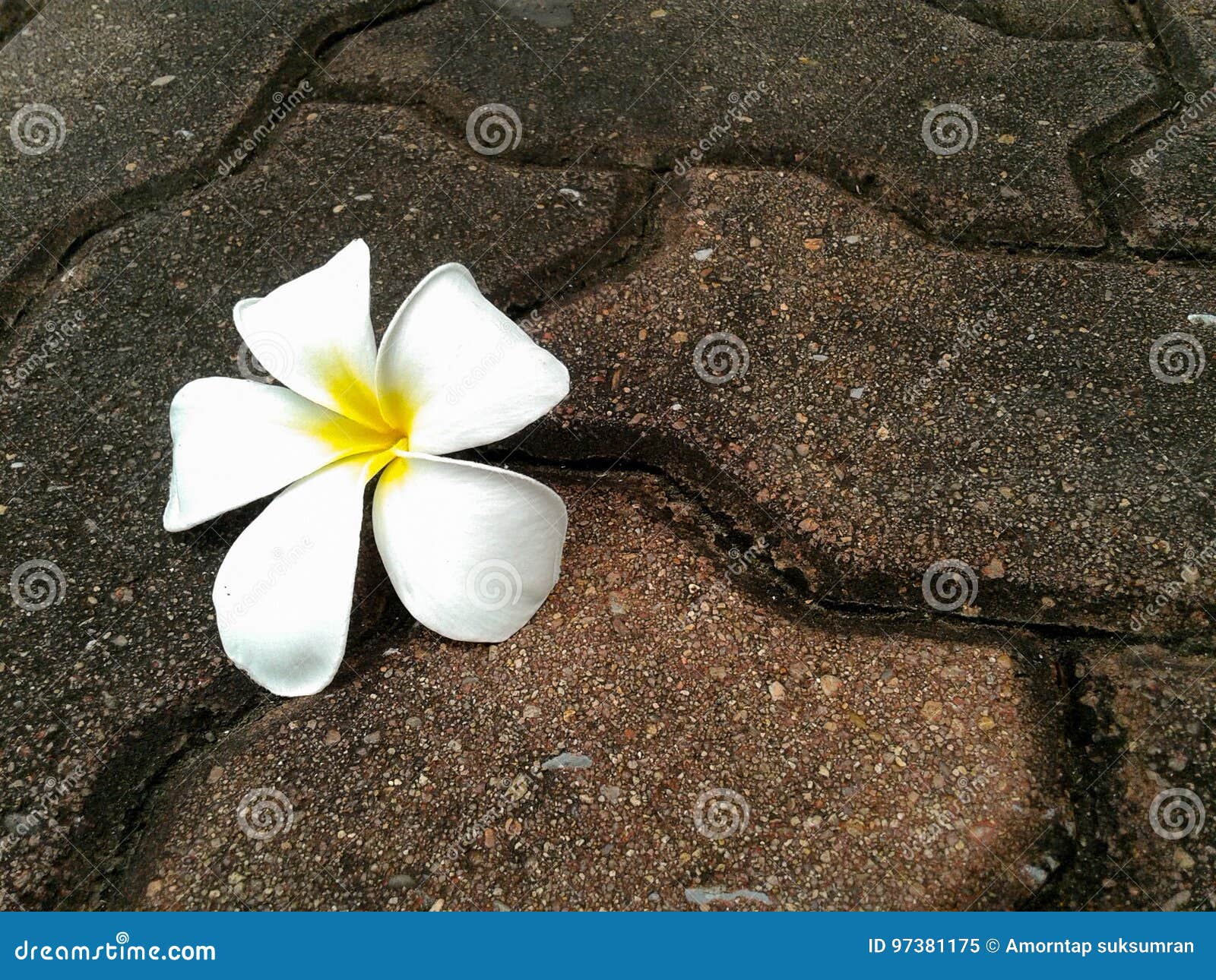 Plumeria Flower Fall Down on the Rock Stock Image Image of rock
