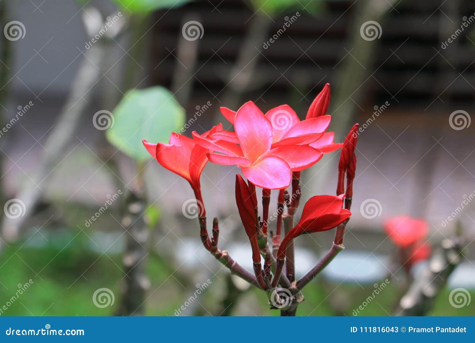 plumeria flower red or desert rose beautiful on the tree common name apocynaceae,frangipani, pagoda,temple