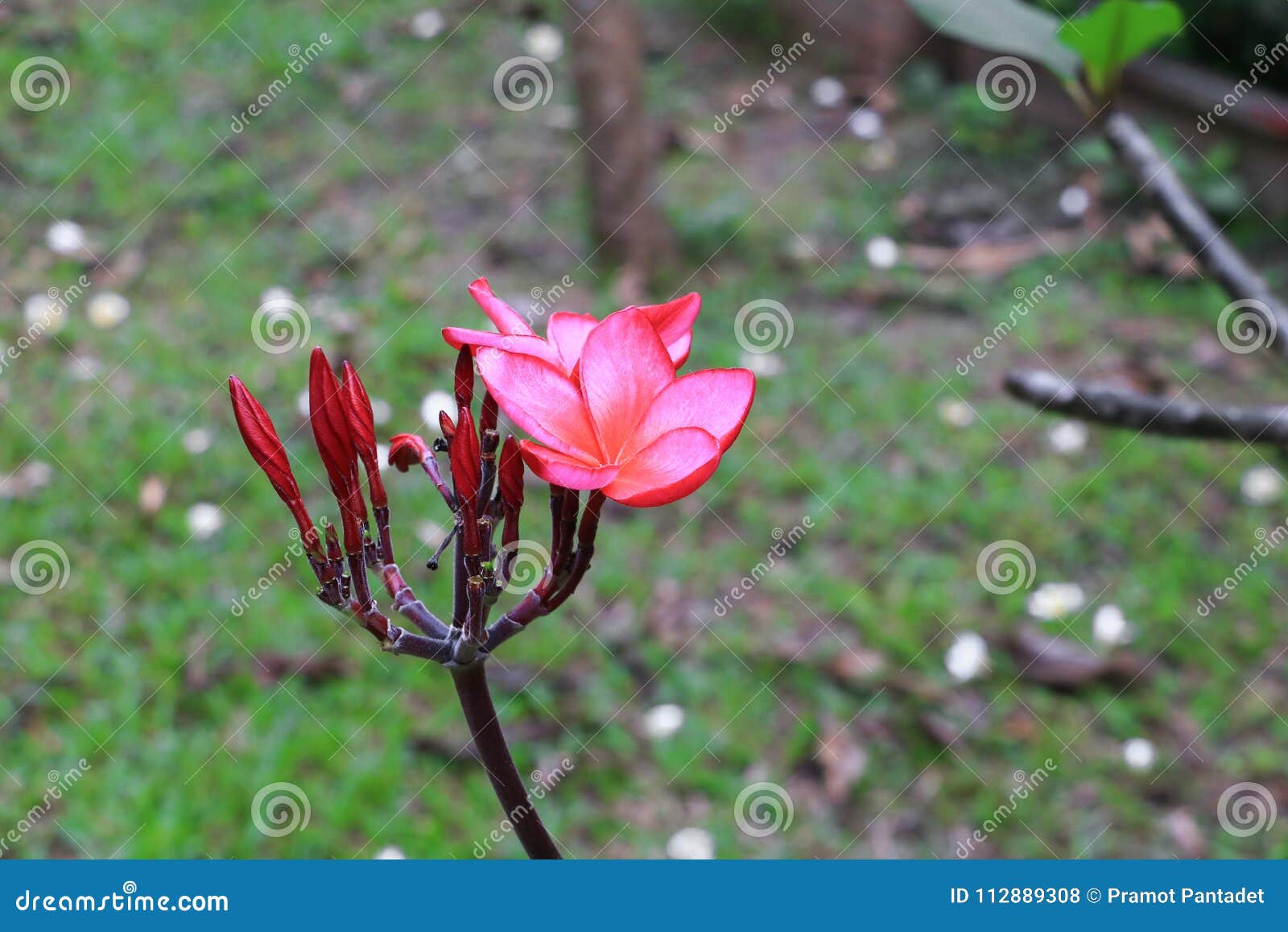 plumeria flower red or desert rose beautiful on the tree common name apocynaceae,frangipani, pagoda,temple