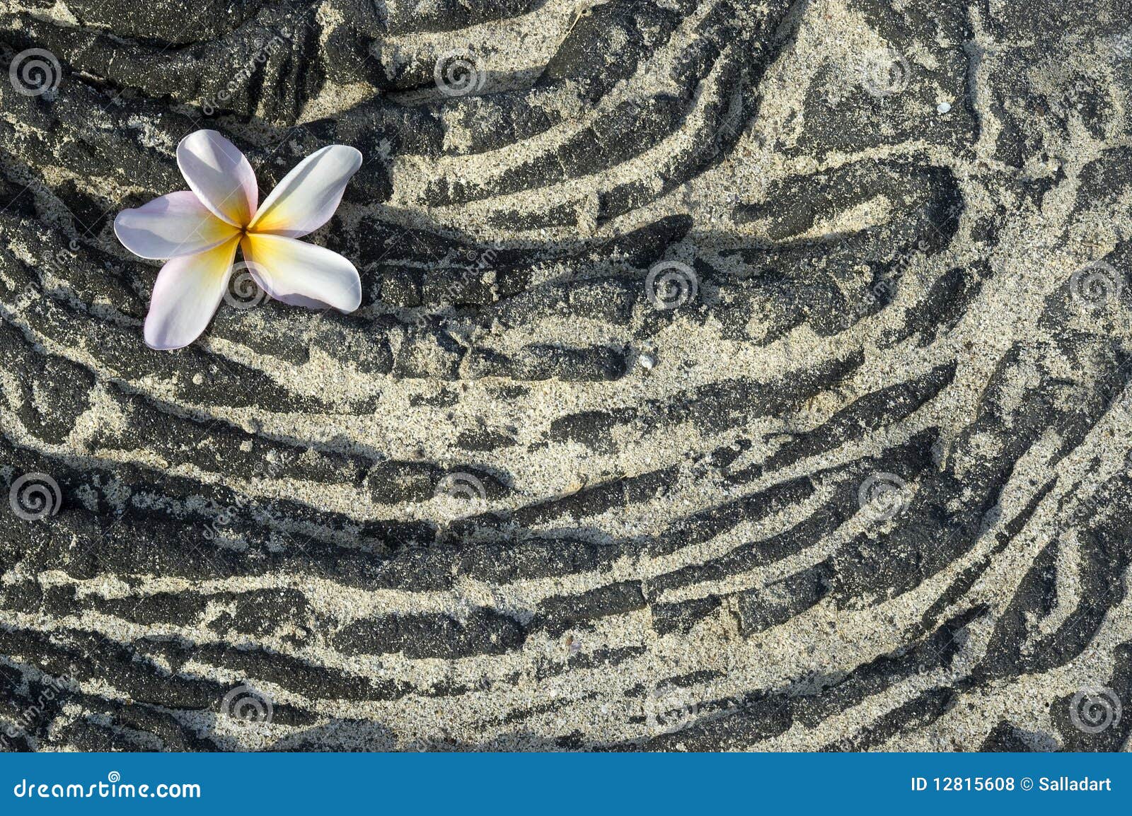 Plumeria Flower on Sandy Lava Rock Stock Photo Image of macro, exotic