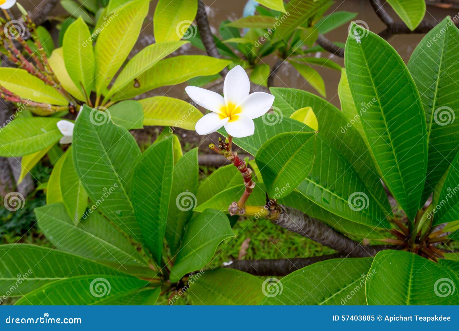Plumeria stock image. Image of green, outdoor, flowers 57403885
