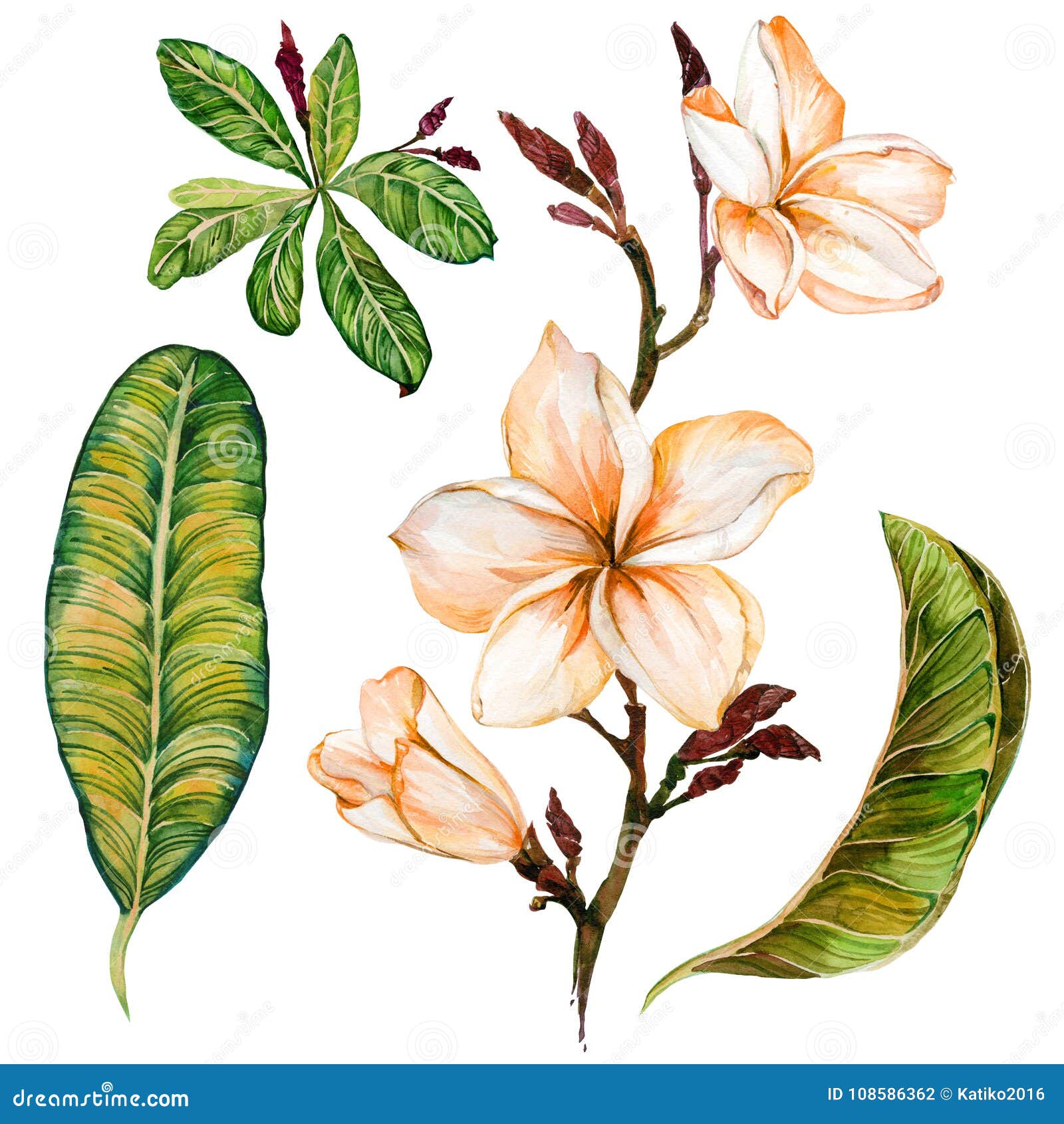 plumeria flower on a twig. tropical floral set flowers and leaves.  on white background. watercolor painting.