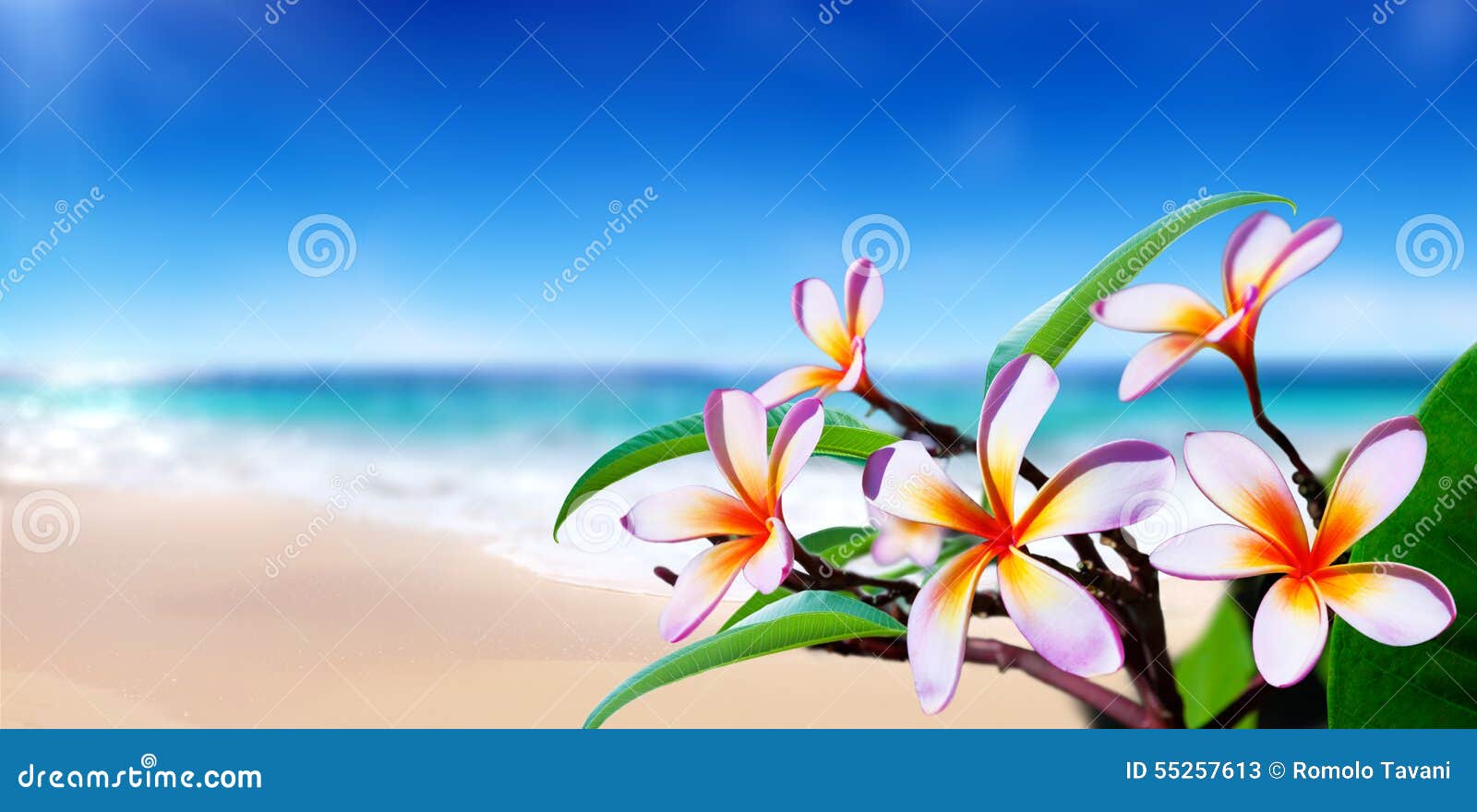 plumeria flowers