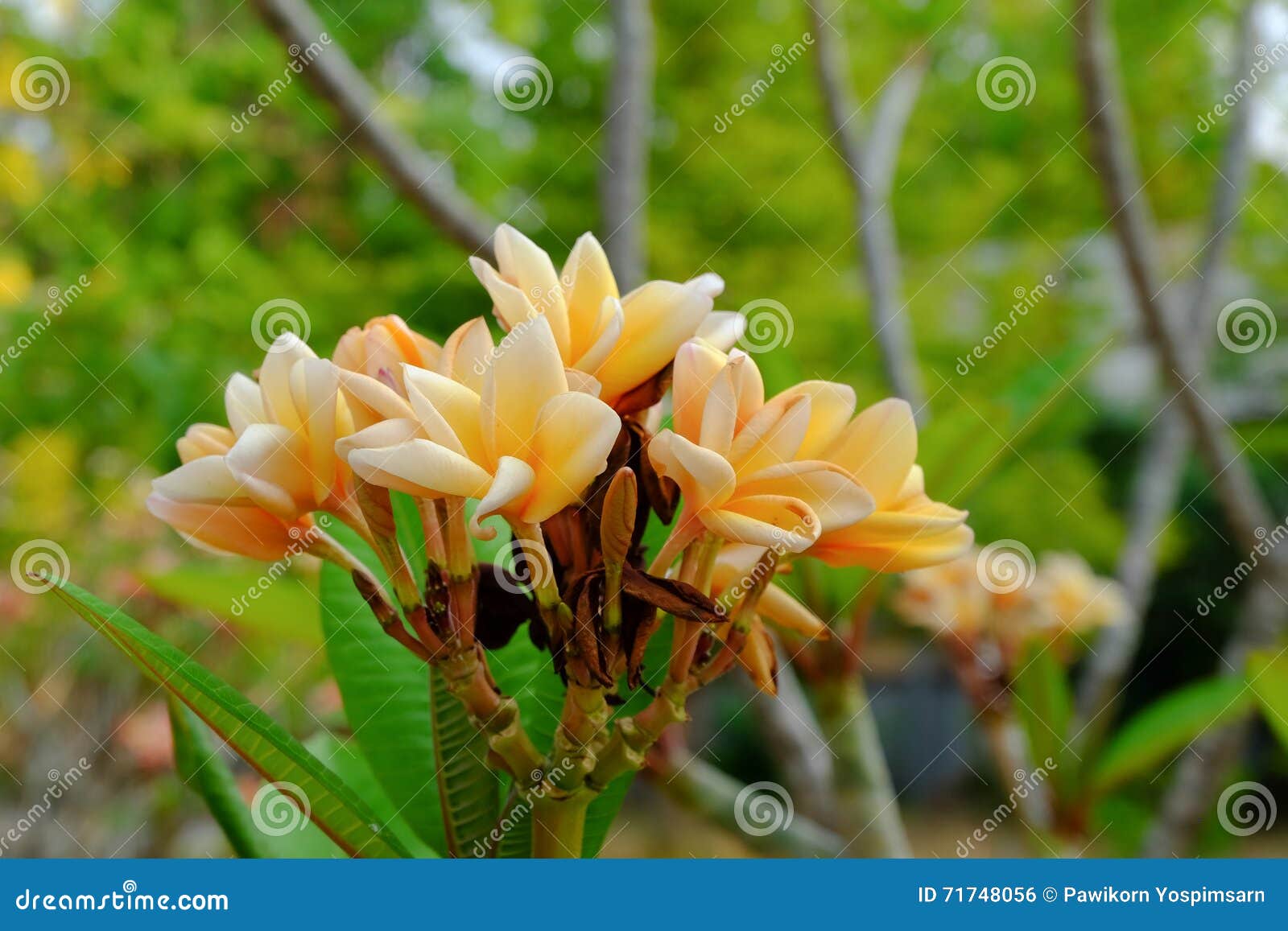 Plumeria Flowers with Beautiful Colors Stock Photo - Image of colors ...