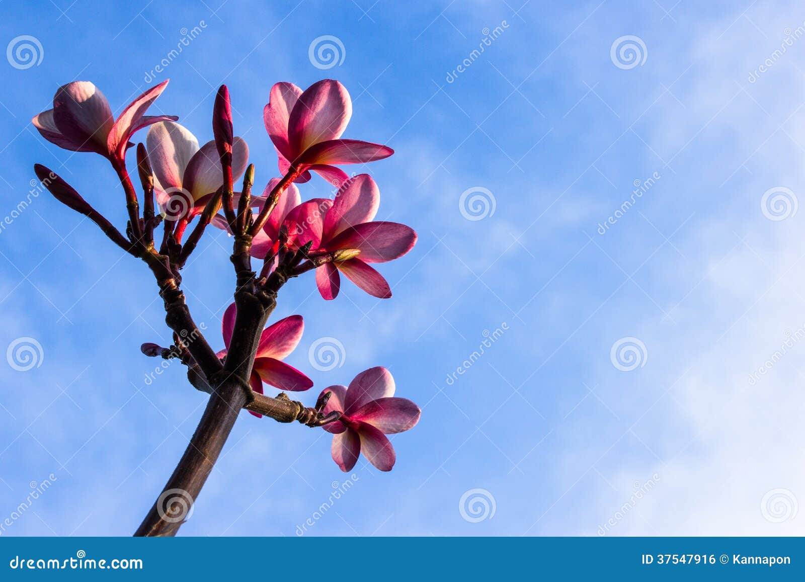 Plumeria Flowers on Blue Sky Stock Photo - Image of healthy, natural ...