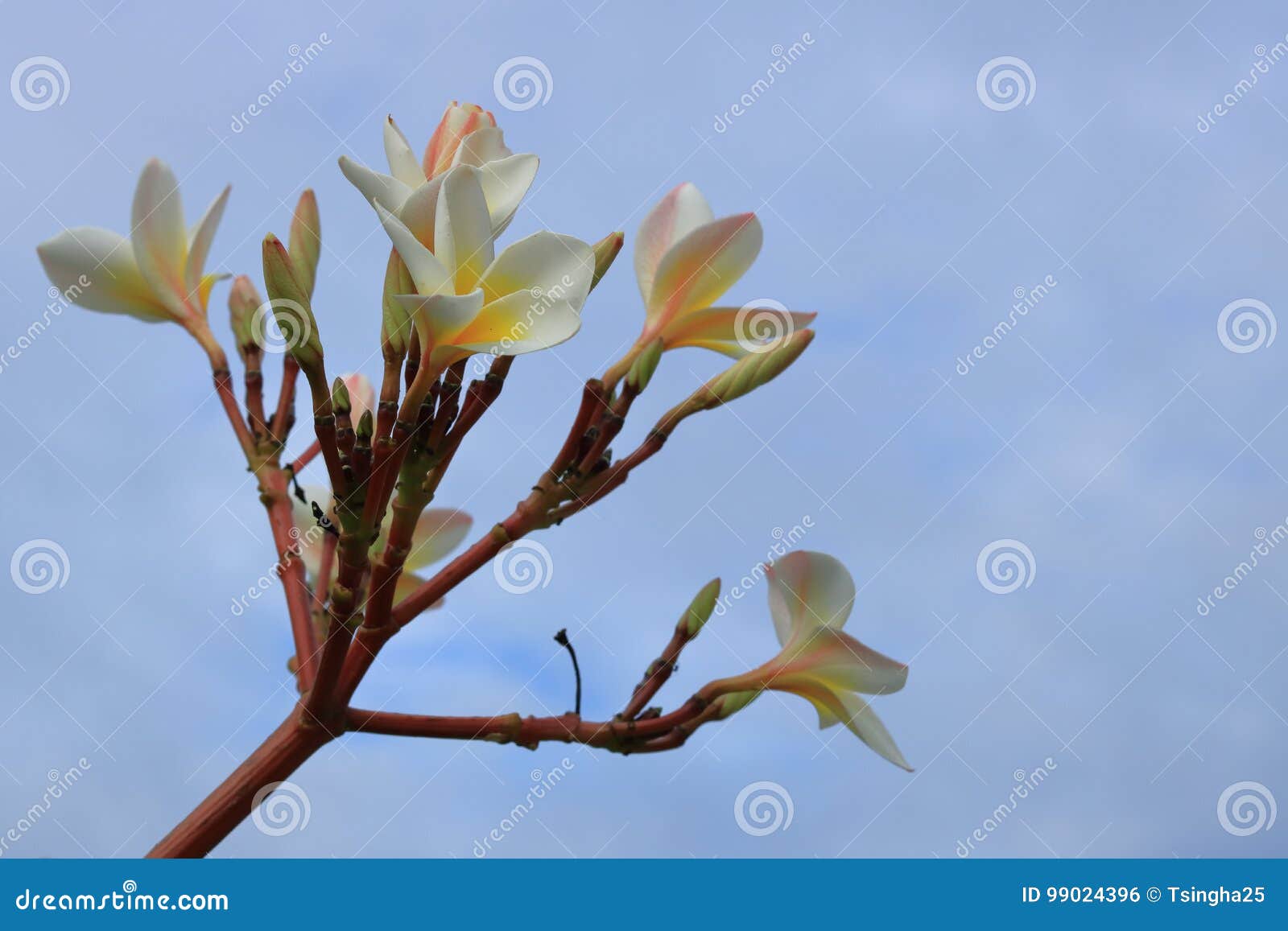 Plumeria Flowers on Blue Sky with Cloud Stock Photo - Image of ...