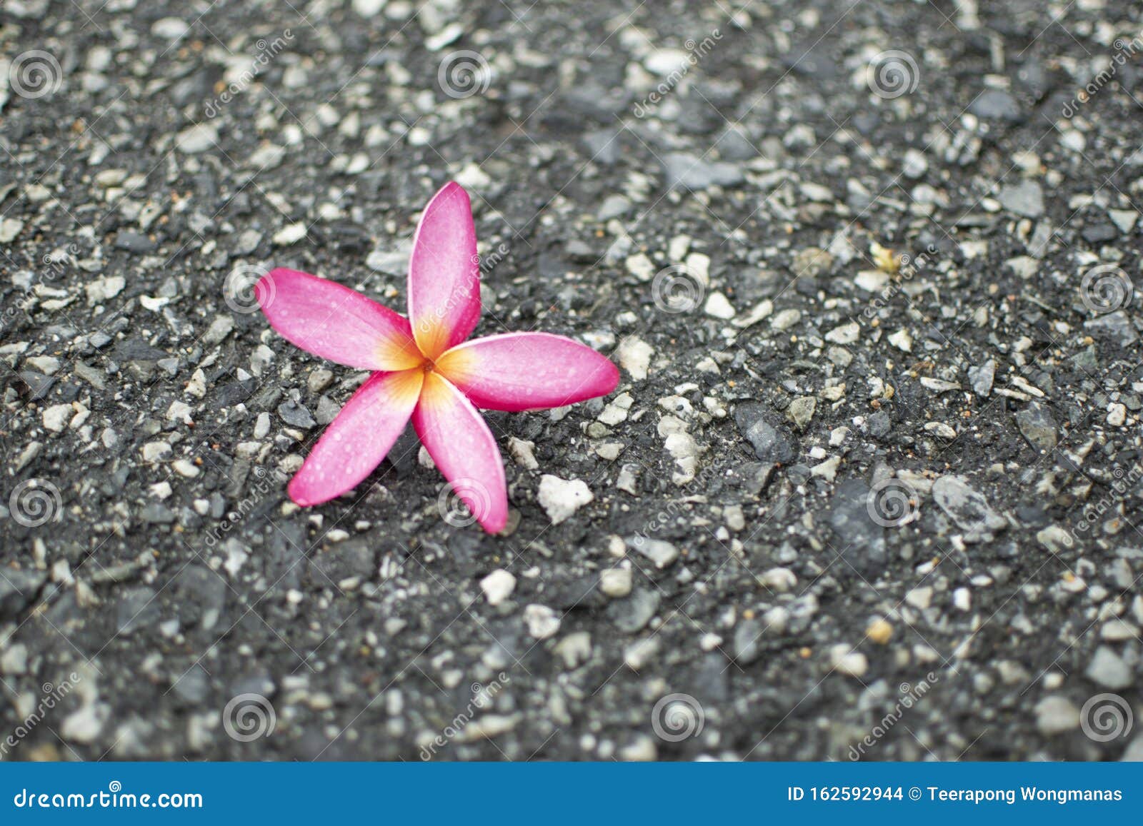 Plumeria Flowers Fully Bloom after the Rain Has Rained Stock Photo