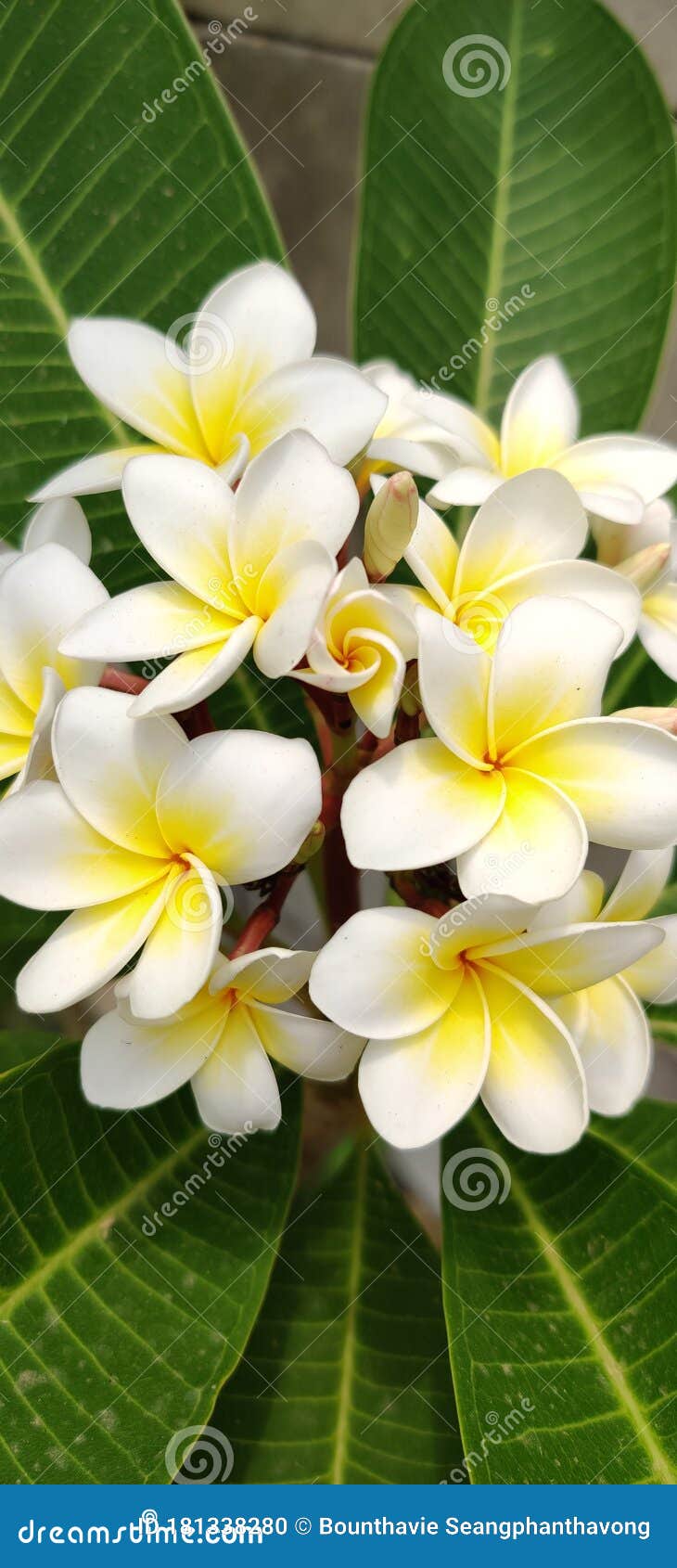 Plumeria flowers in laos stock photo. Image of blossom 181338280