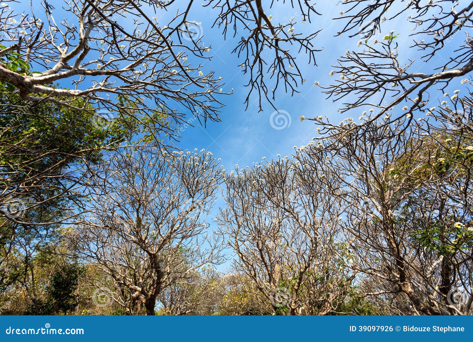 Plumeria forest trees in blossom view from bottom