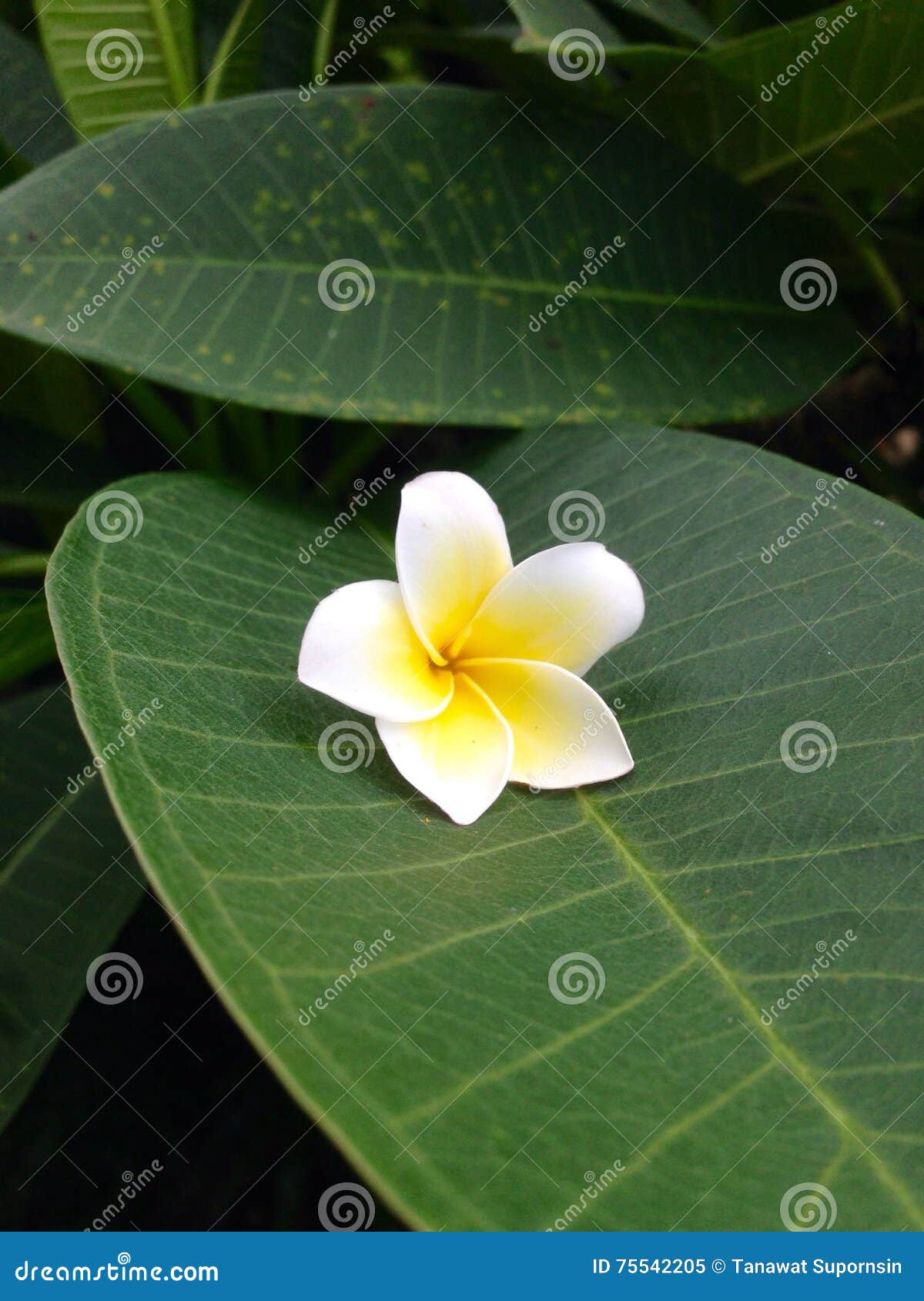 Plumeria Frangipani Flower Wallpaper Stock Image - Image of plant, petal:  75542205