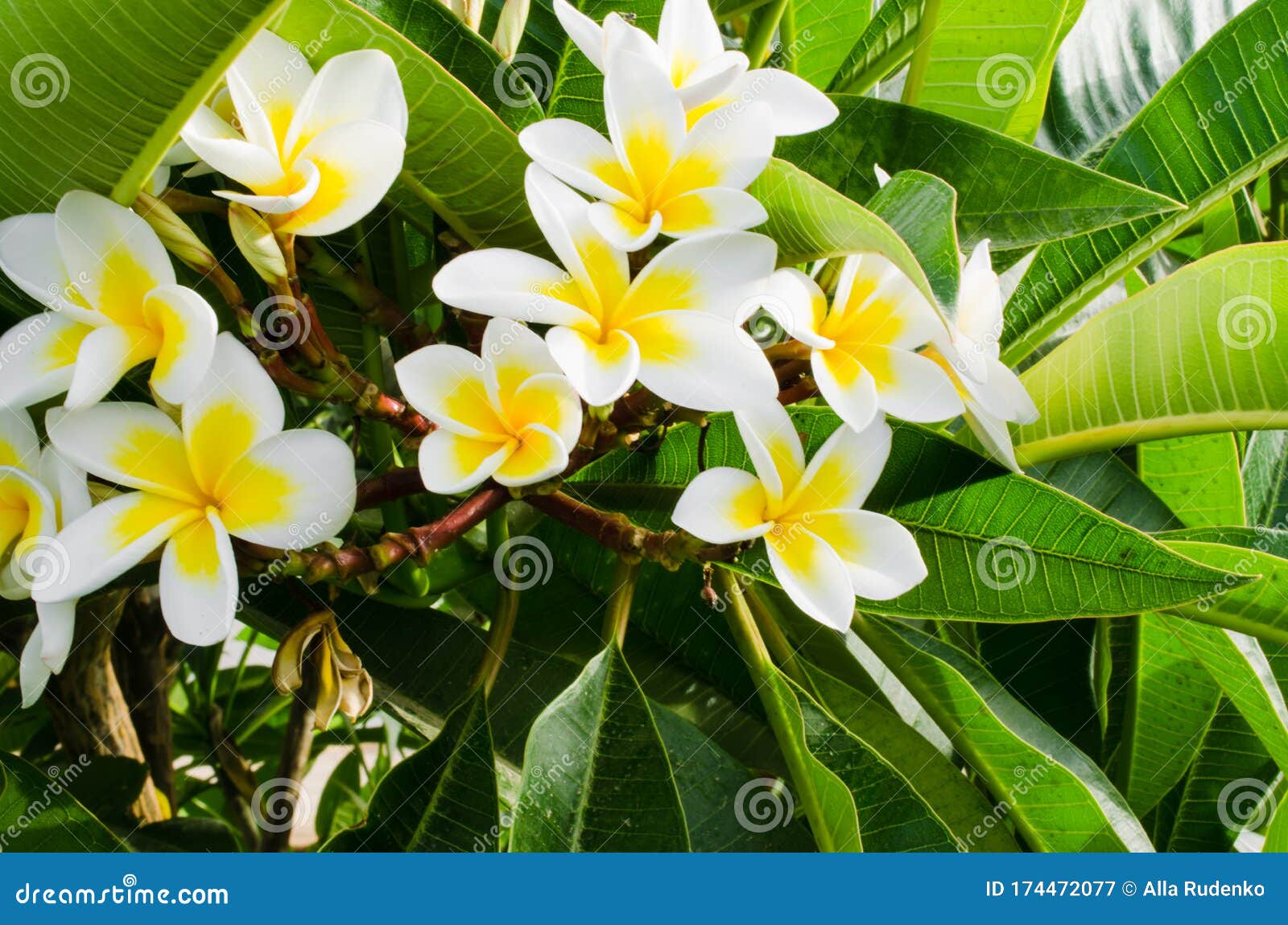 Plumeria Frangipani Plumeria Rubra. Plantas Ornamentais Com Flores Brancas  E Amarelas Imagem de Stock - Imagem de folha, amarelo: 174472077