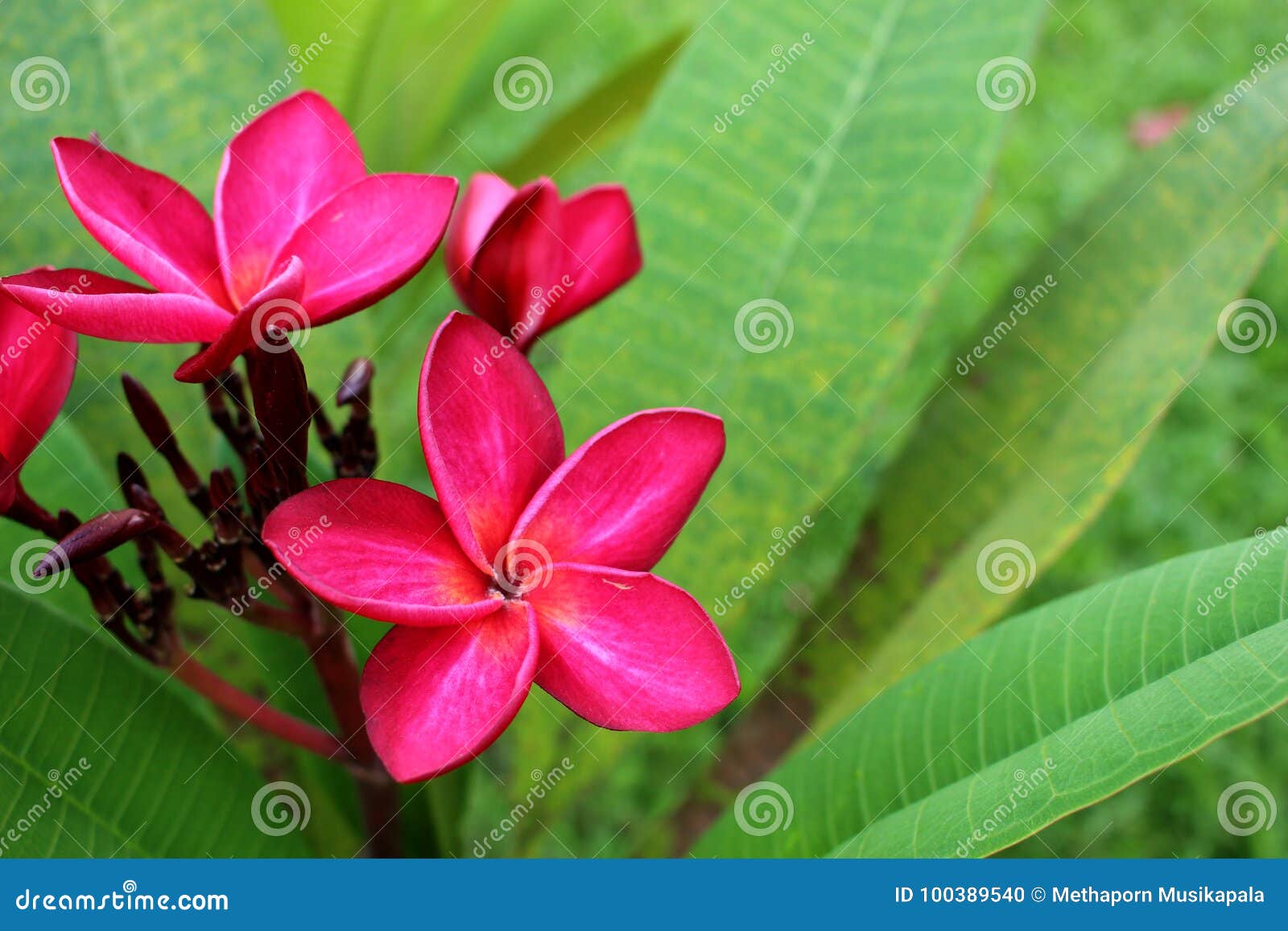 Schließen Sie herauf schöne erstaunliche Plumeria Frangipaniblumen auf grünem Blatthintergrund, rote Frangipaniblume