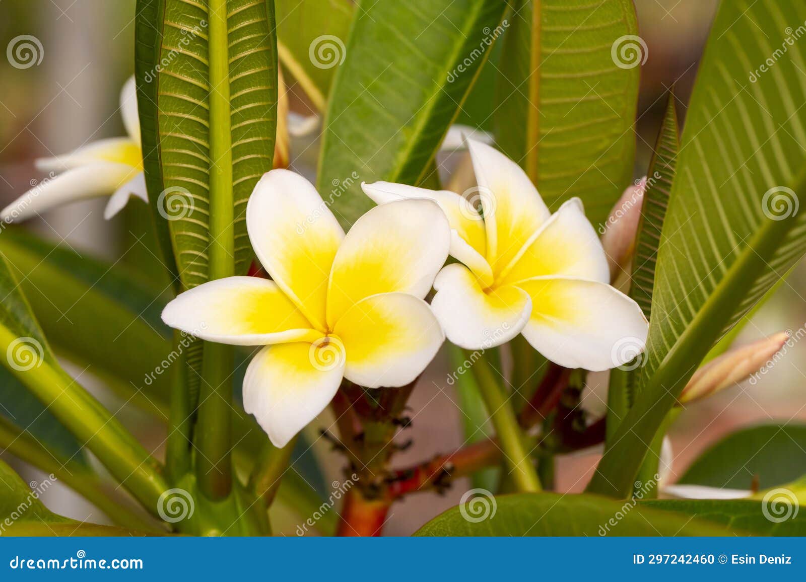 Plumeria is a Genus of the Apocynaceae Family. Plumeria Alba Stock