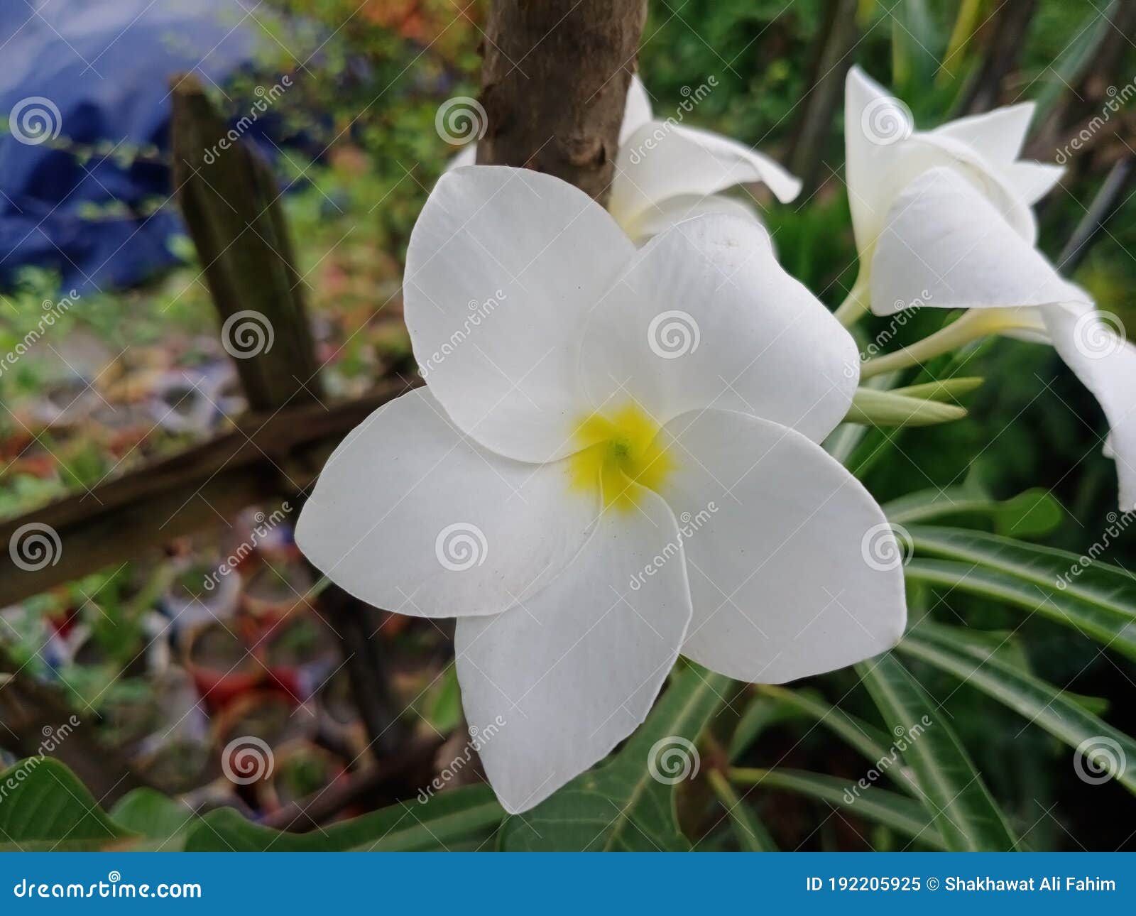 Plumeria Pudica Es Una Especie Del Género Plumeria Nativa De Panama  Colombia Y Venezuelaclosa De Flores Plumeria Pudica En Imagen de archivo -  Imagen de exterior, primer: 192205925