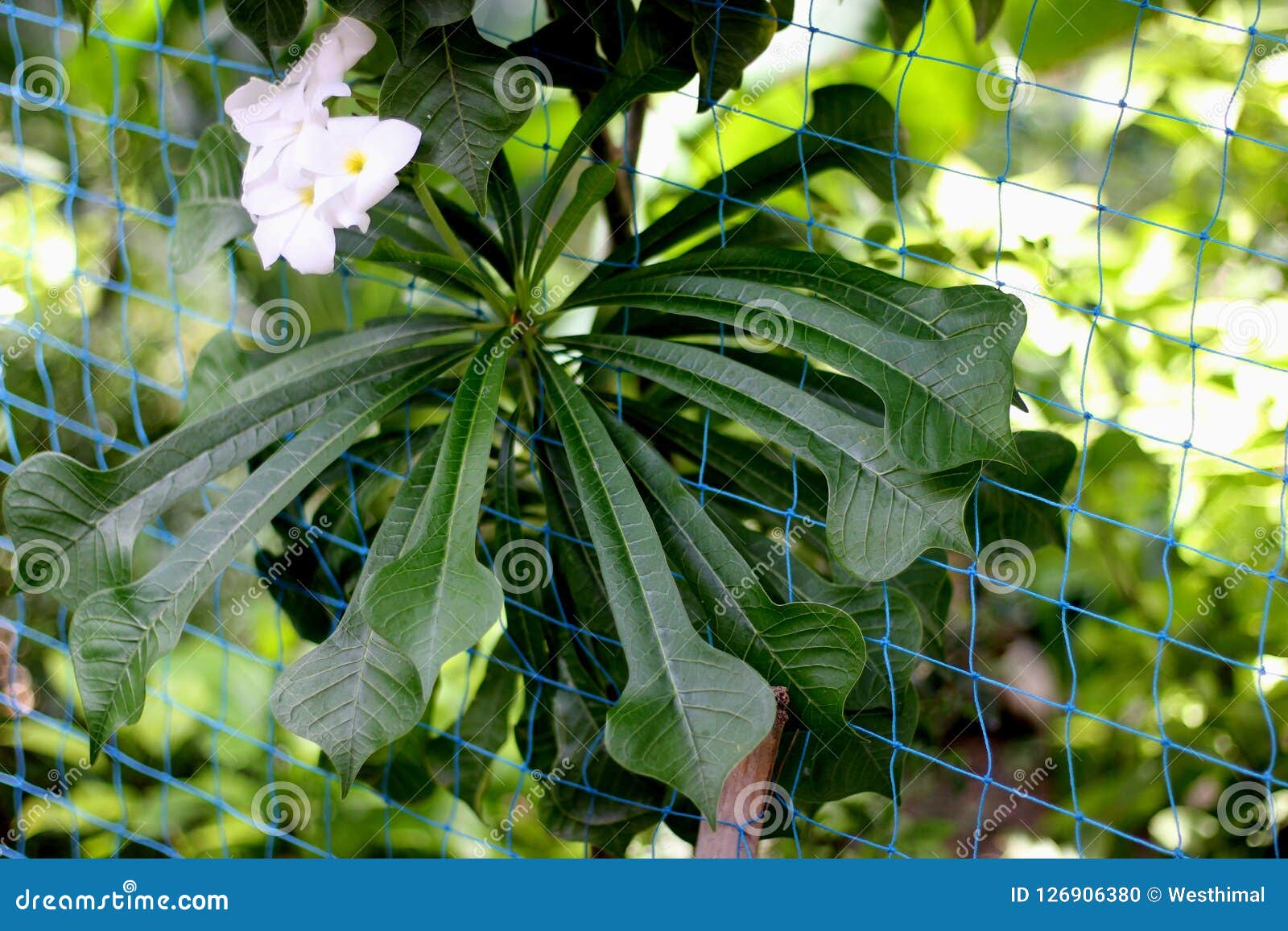 Plumeria Pudica Flowers Stock Image | CartoonDealer.com #225435451