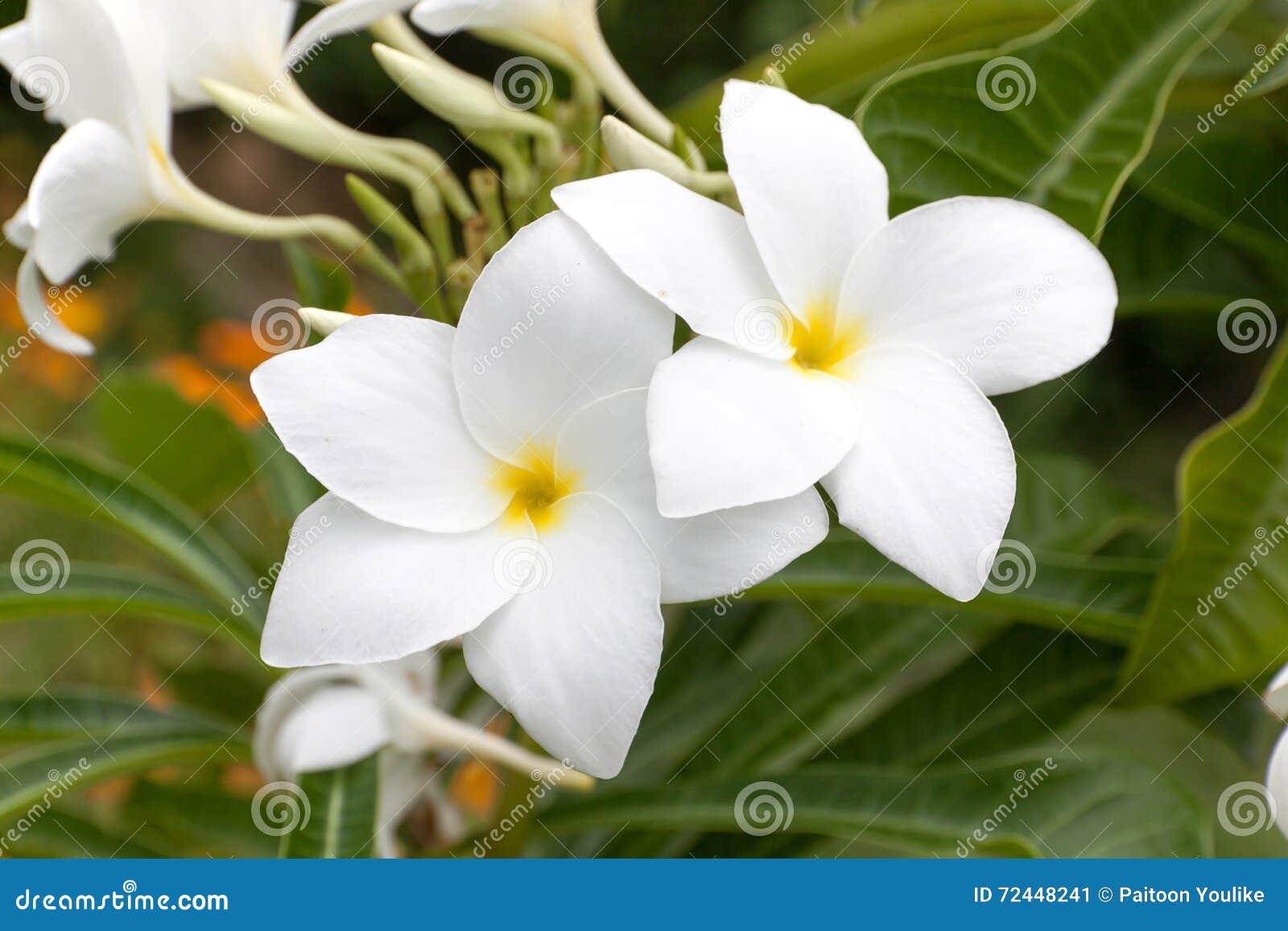 Plumeria Pudica stock image. Image of park, massage, blooming - 72448241