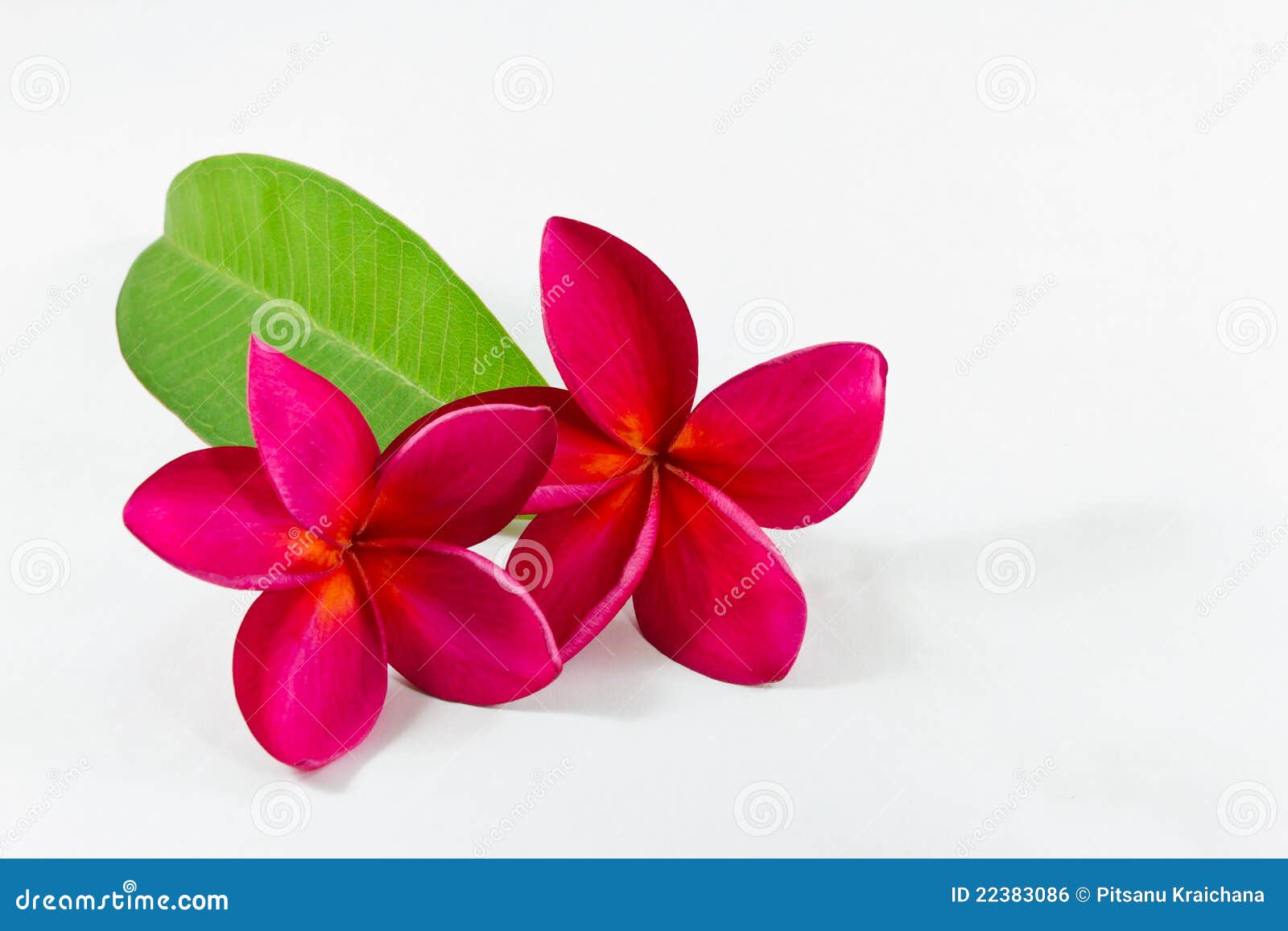 Plumeria purple stock photo. Image of summer, black, asia 22383086