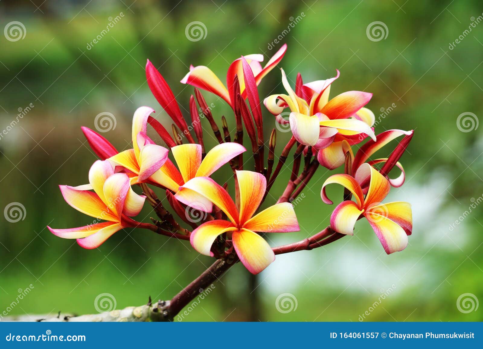 Plumeria Red White Orange Yellow Bouquet Flower Blooming in the Park ...