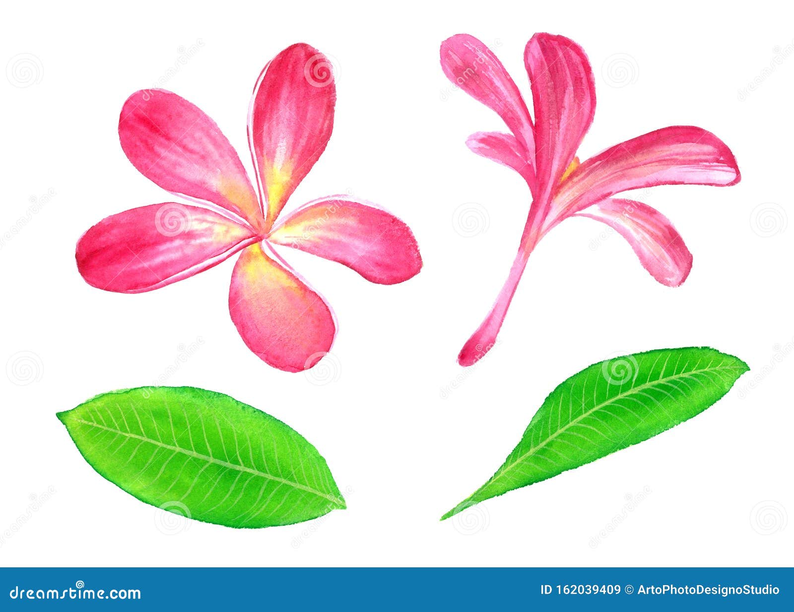 plumeria rubra  hand painted watercolor .  