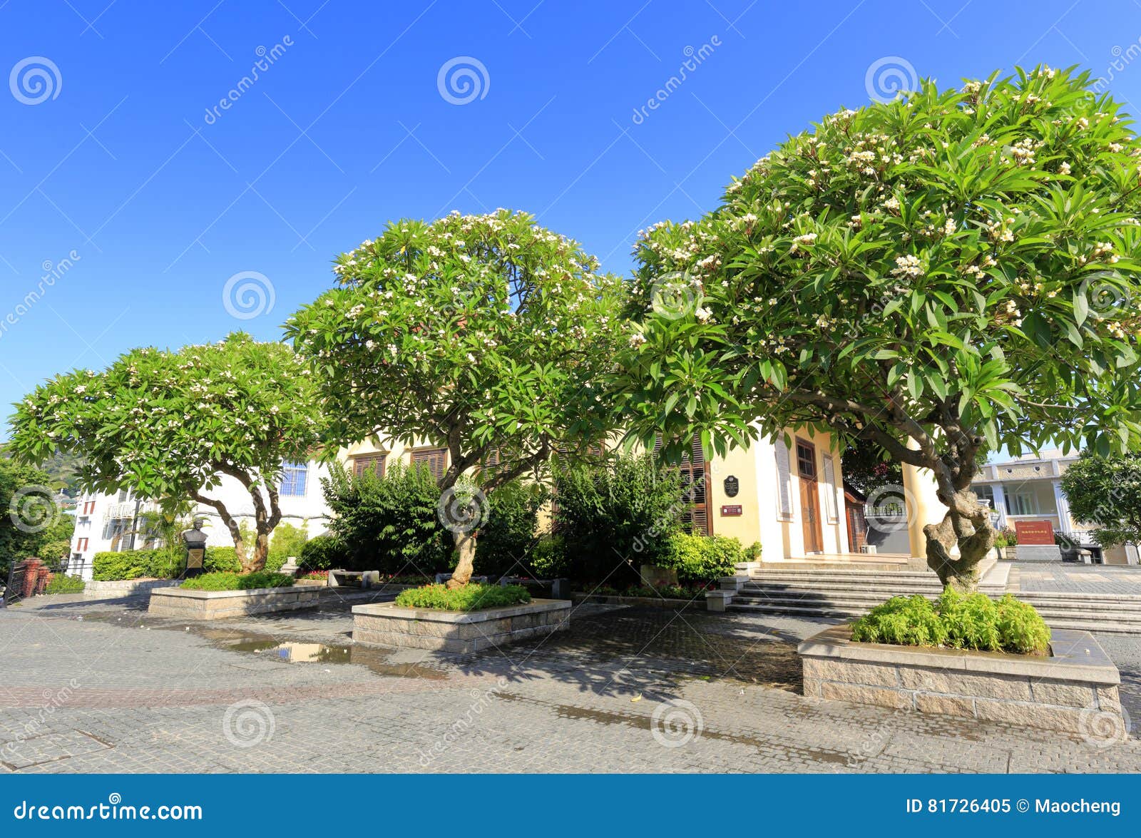 Plumeria rubra flower tree stock image. Image of commandments - 81726405