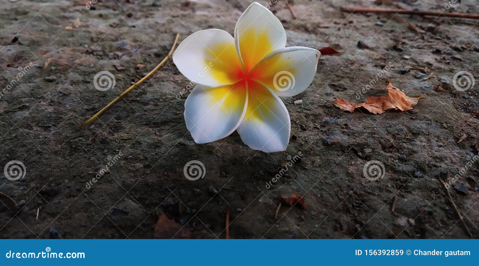 Plumeria Rubra Plant Placed On Ground Stock Image Image
