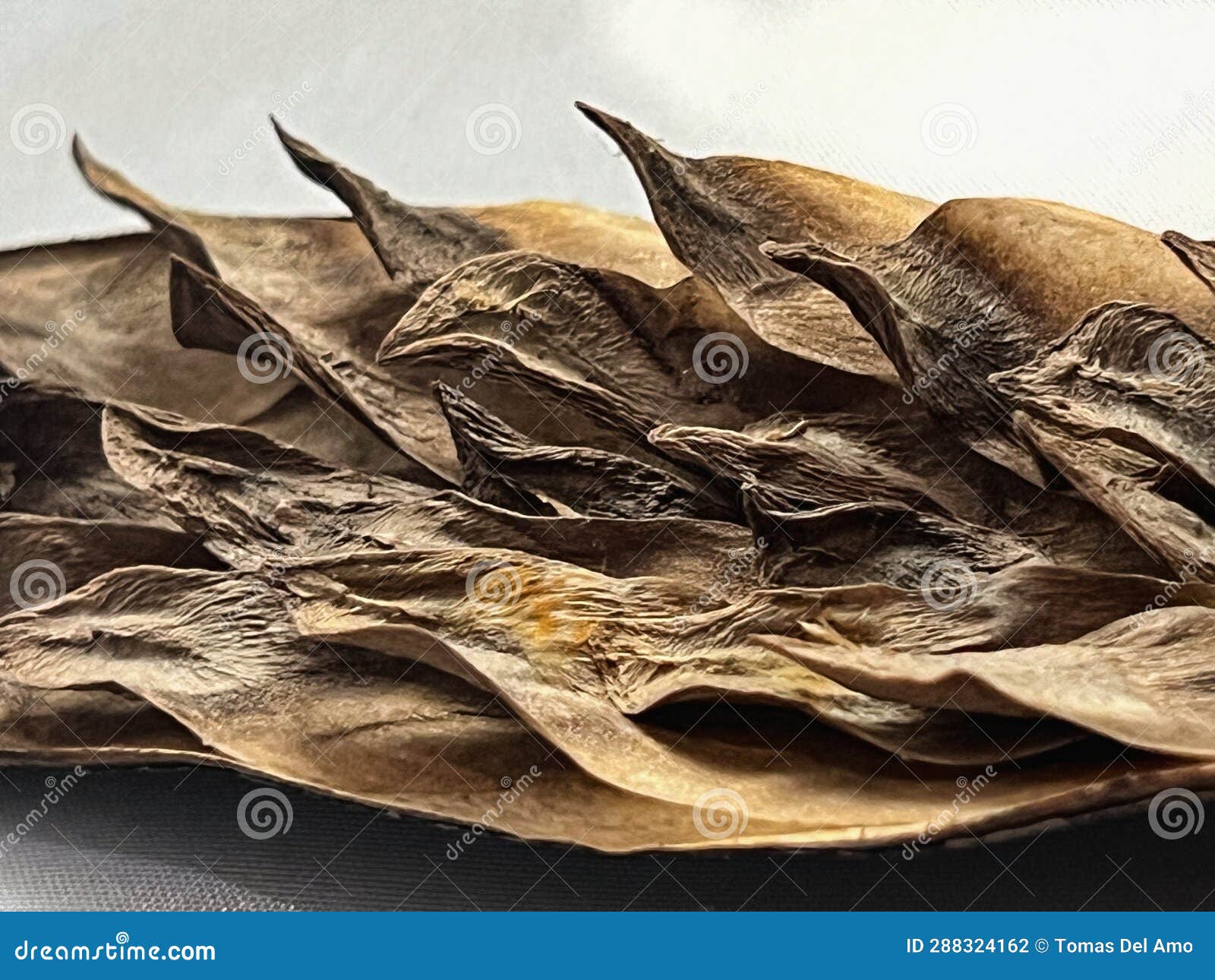 Plumeria seed pod opening stock photo. Image of nature 288324162