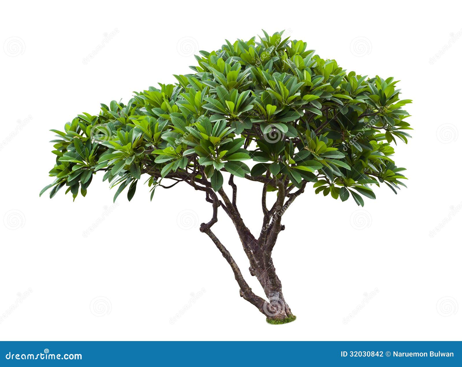 plumeria tree 