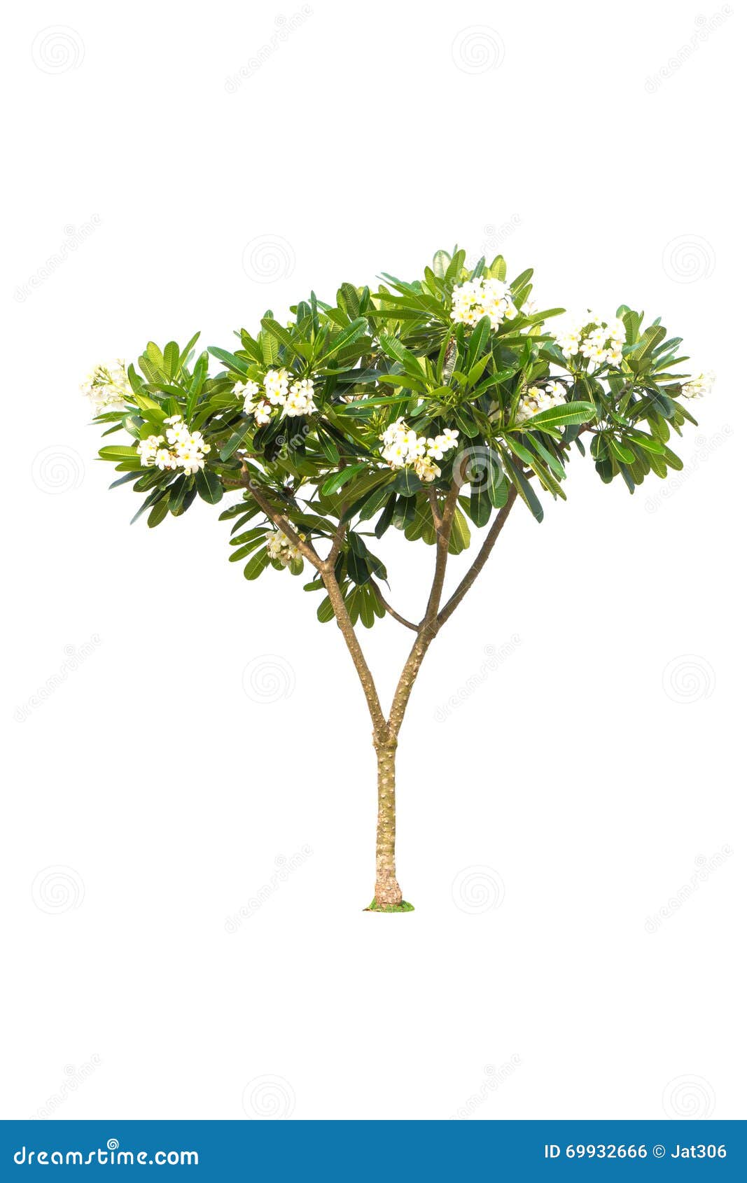 Frangipani tree – PlantCatalog by e-on software
