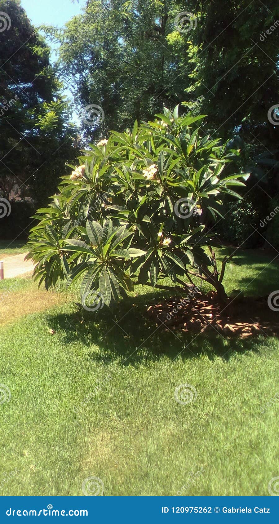 exotic tree in garden
