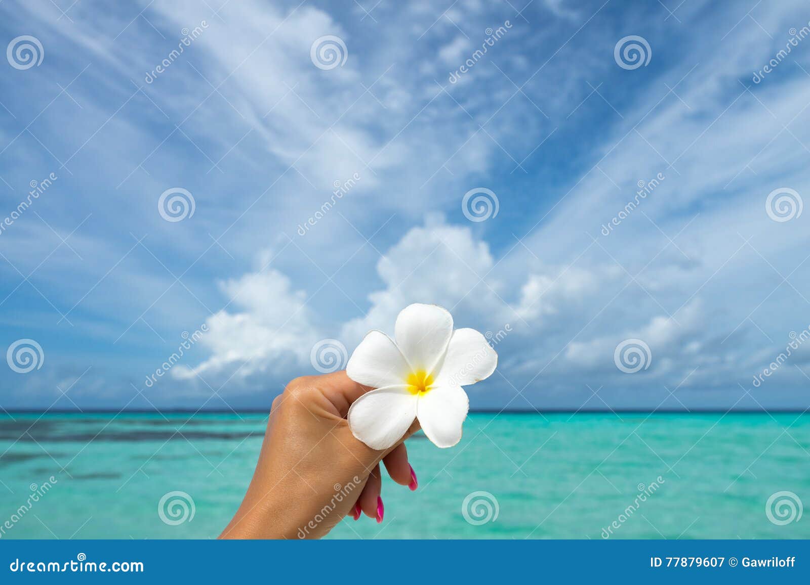Plumeria Tropical De Fleur Sur La Plage Fond De Mer Concept T Image stock -  Image du ensoleillé, été: 77879607