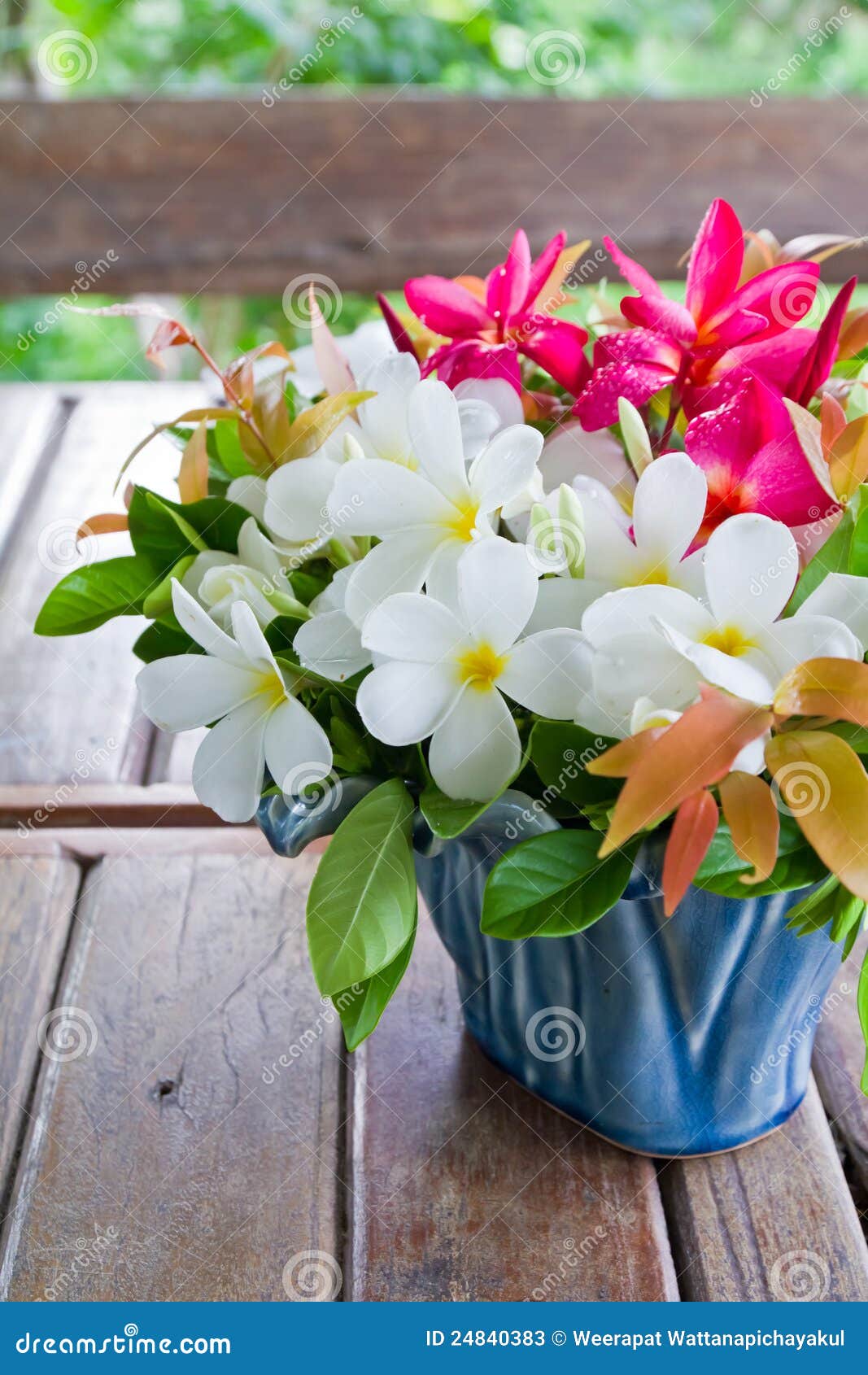 Plumeria vase stock image. Image of white, bouquet, flora 24840383