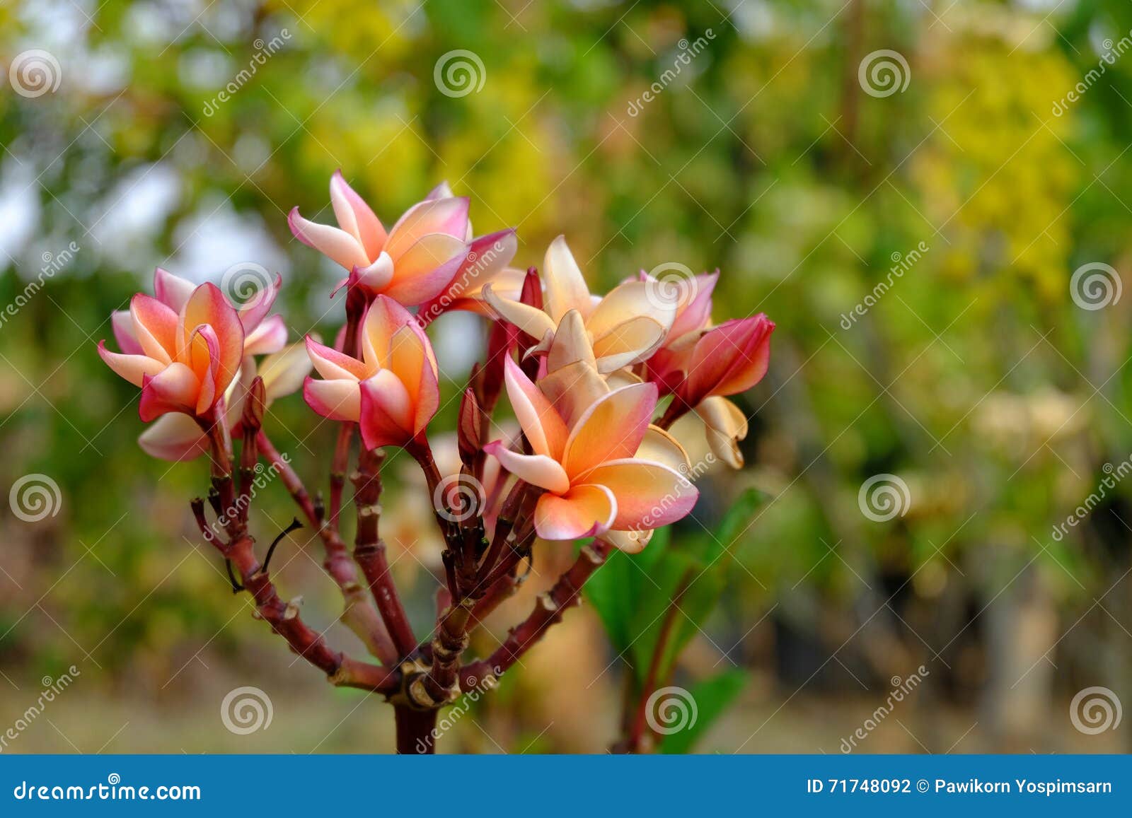 Plumeriabloemen Met Mooie Kleuren Stock Foto - Image of bloem, beeld ...