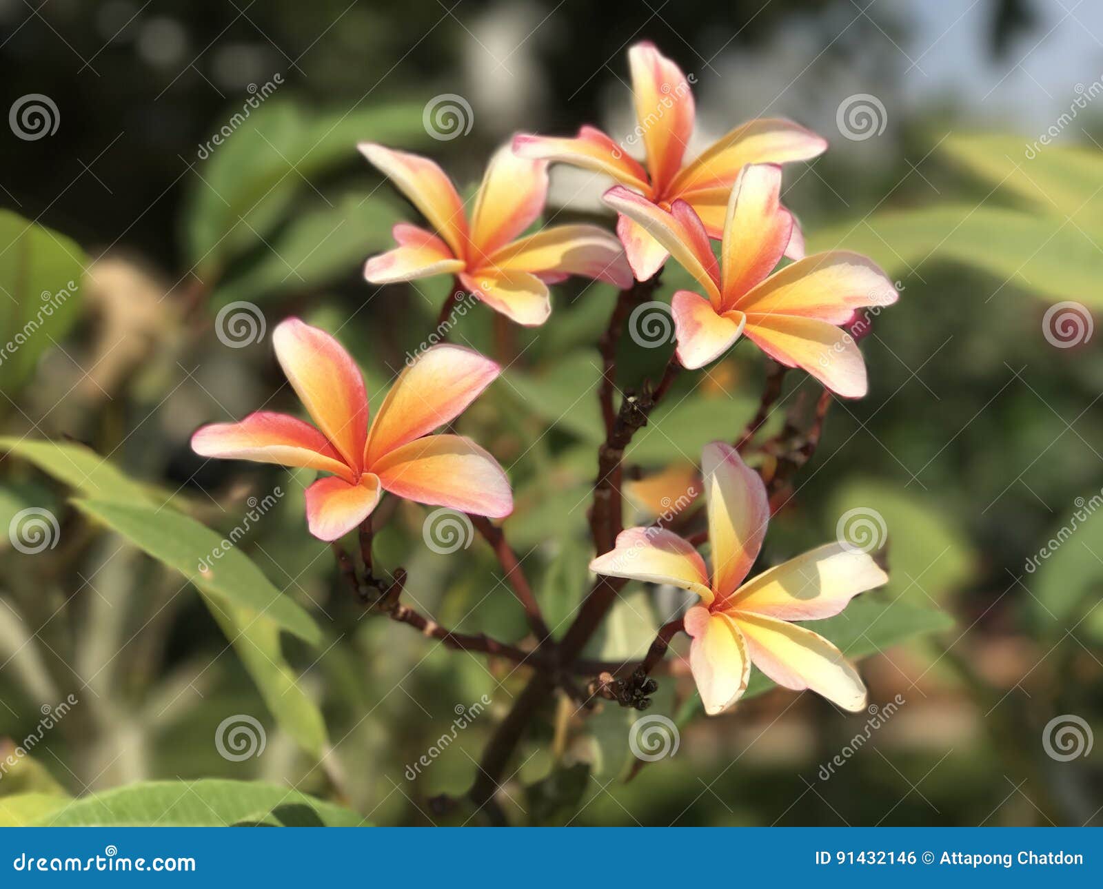 Plumerias stock photo. Image of closeup, macro, flora - 91432146