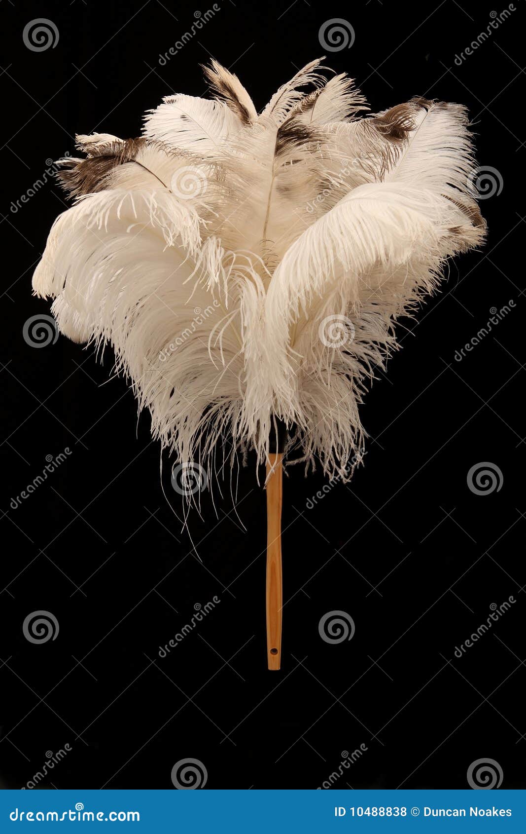 Plumero De La Pluma De La Avestruz Foto de archivo - Imagen de plumas,  polvoriento: 10488838