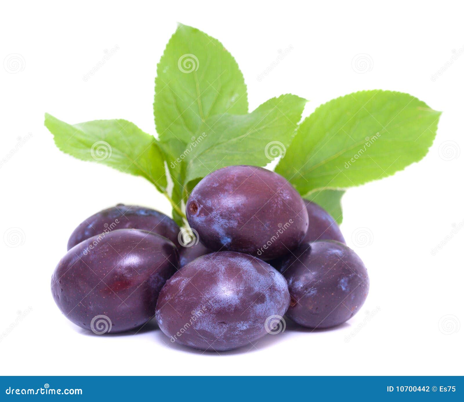 free download dried plums free download dried plums