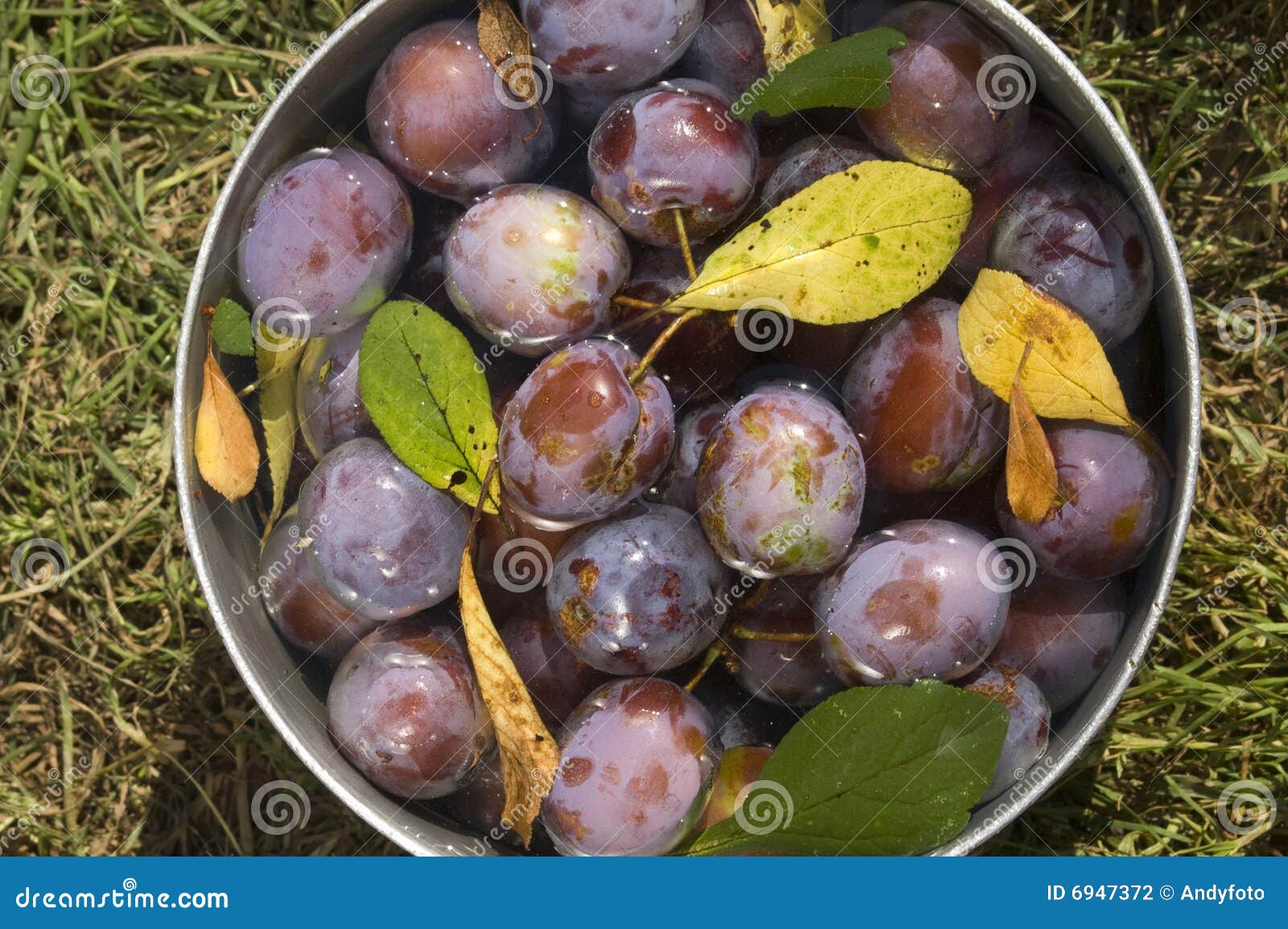 Plums stock photo. Image of superfood, summer, water, fruit 6947372