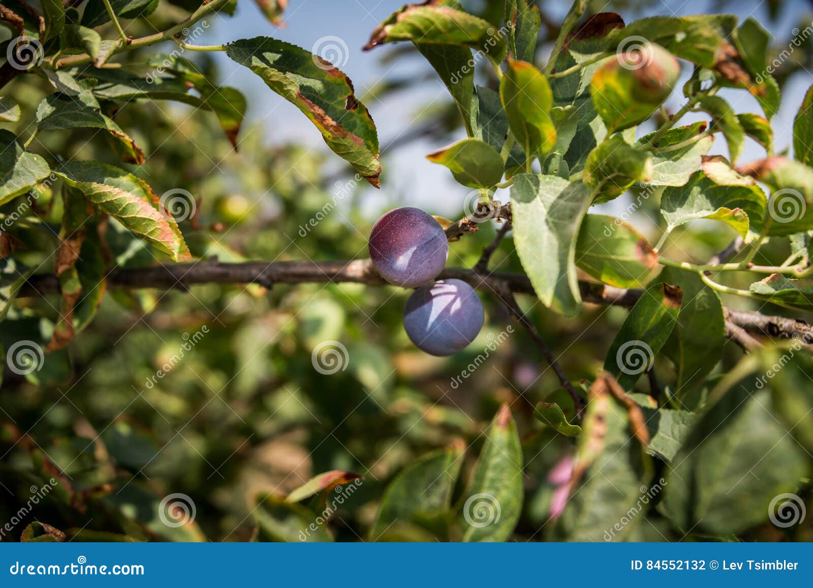 Plums growing at a farm stock photo. Image of plum, healthy 84552132