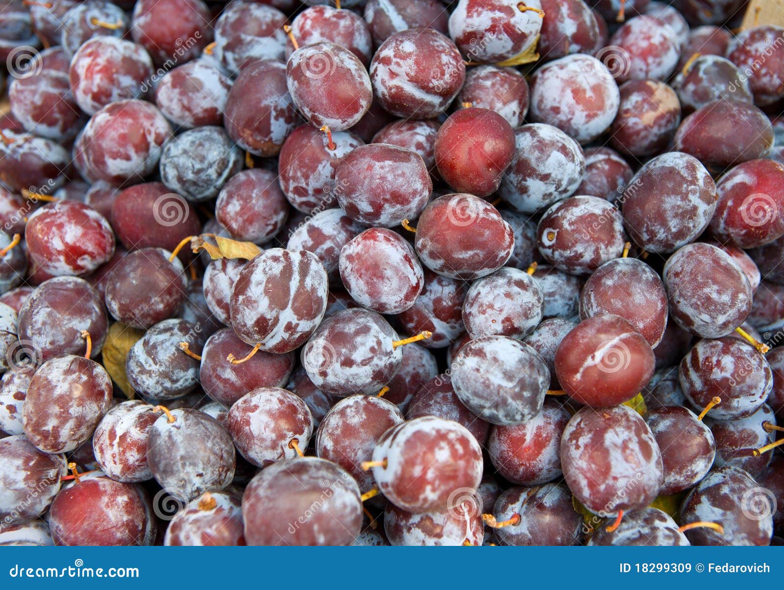 download free prune plum download free prune plum