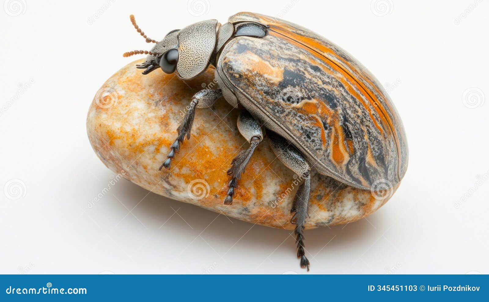 plusiotis victorina beetle standing on a smooth stone