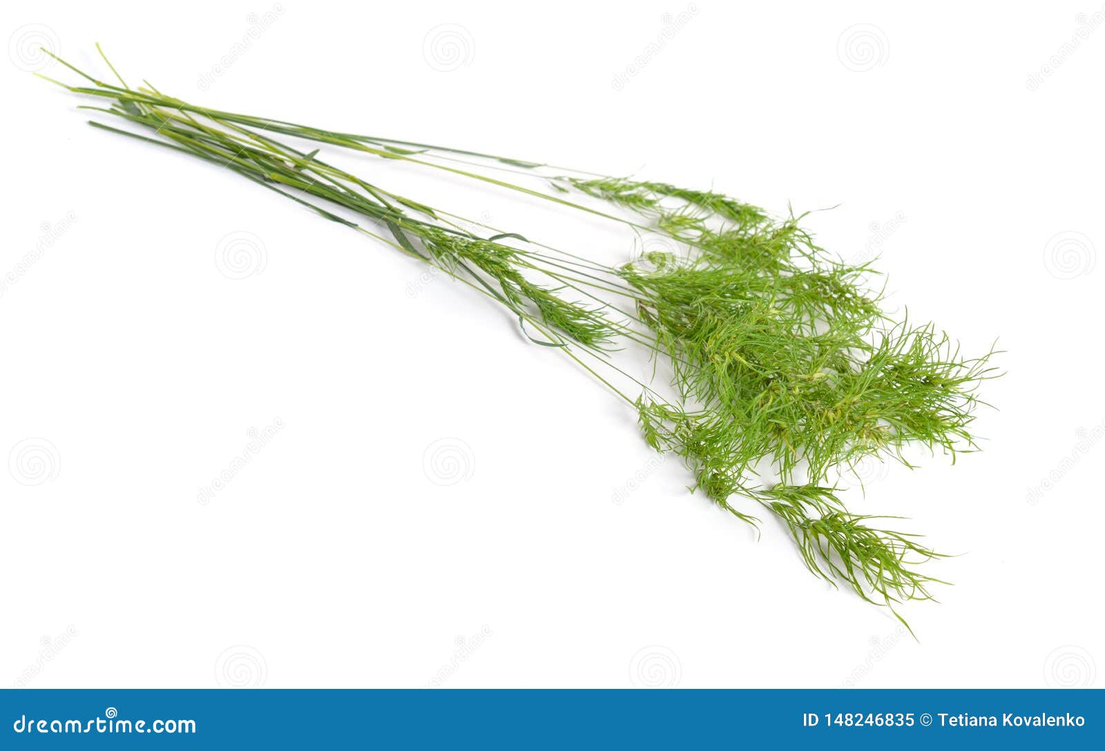 poa alpina, commonly known as alpine meadow-grass or alpine bluegrass. 
