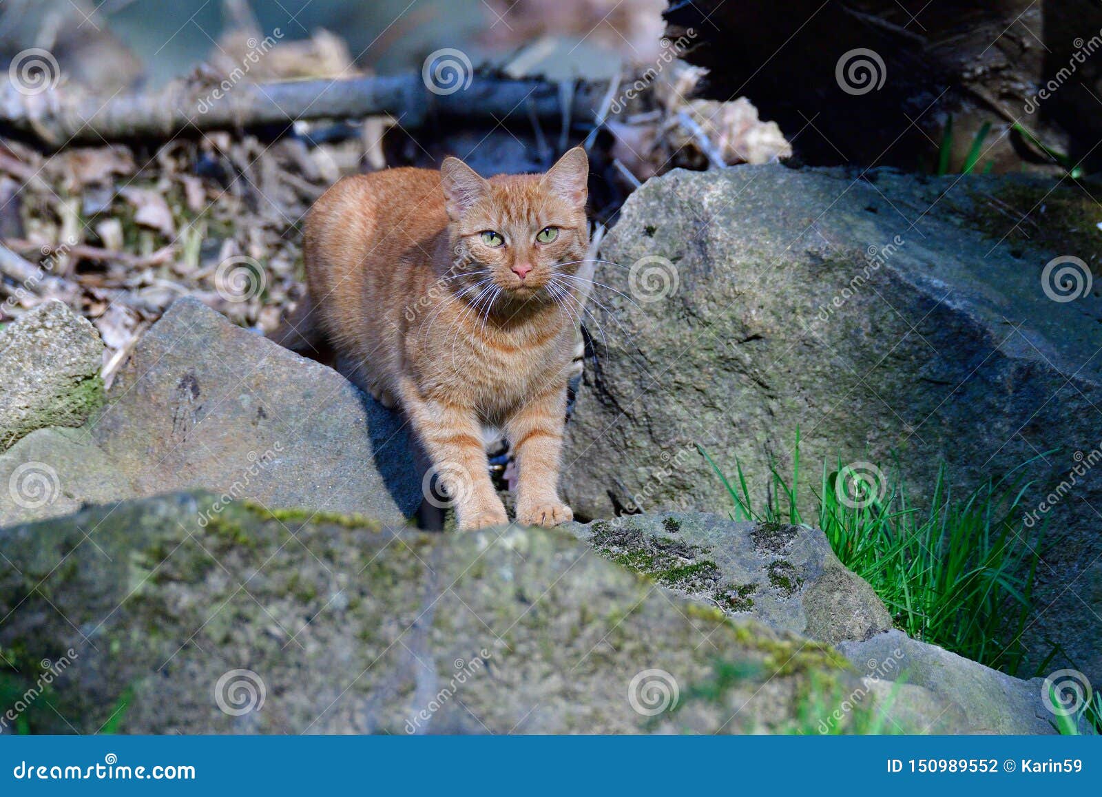 Poaching cat on a river stock photo. Image of cute, poaching 150989552