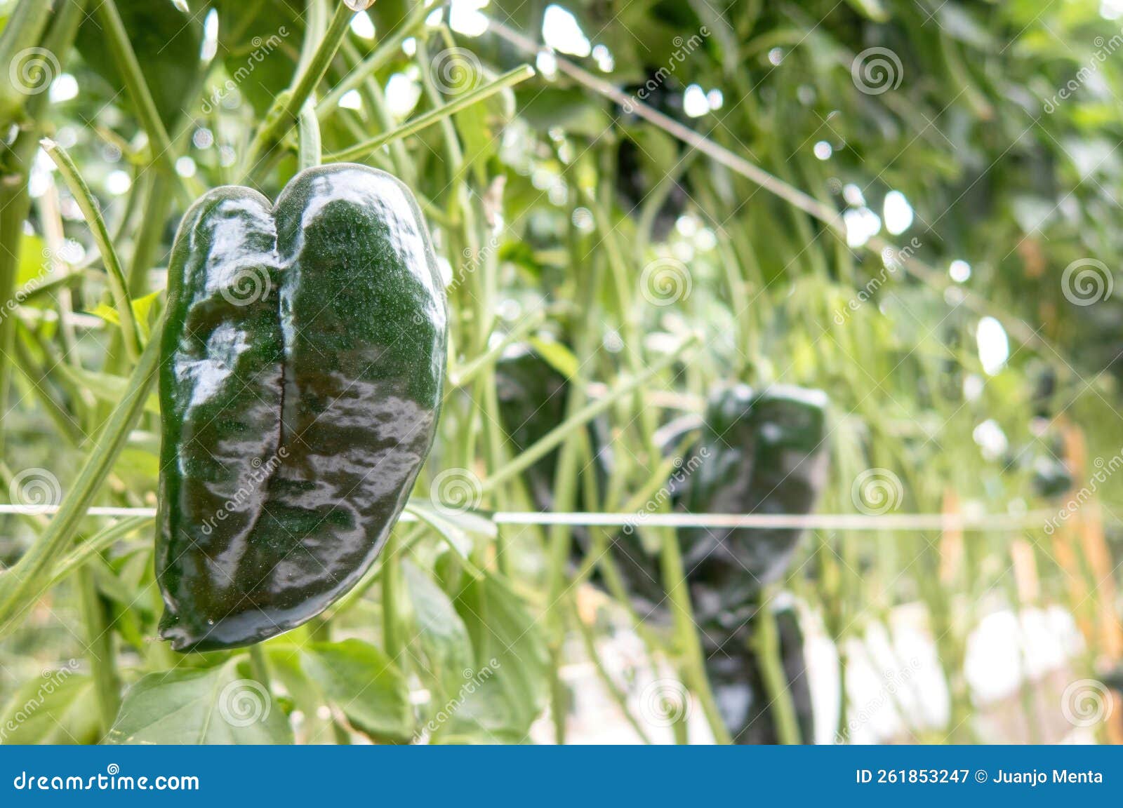 poblano peppers growing in a greenhouse