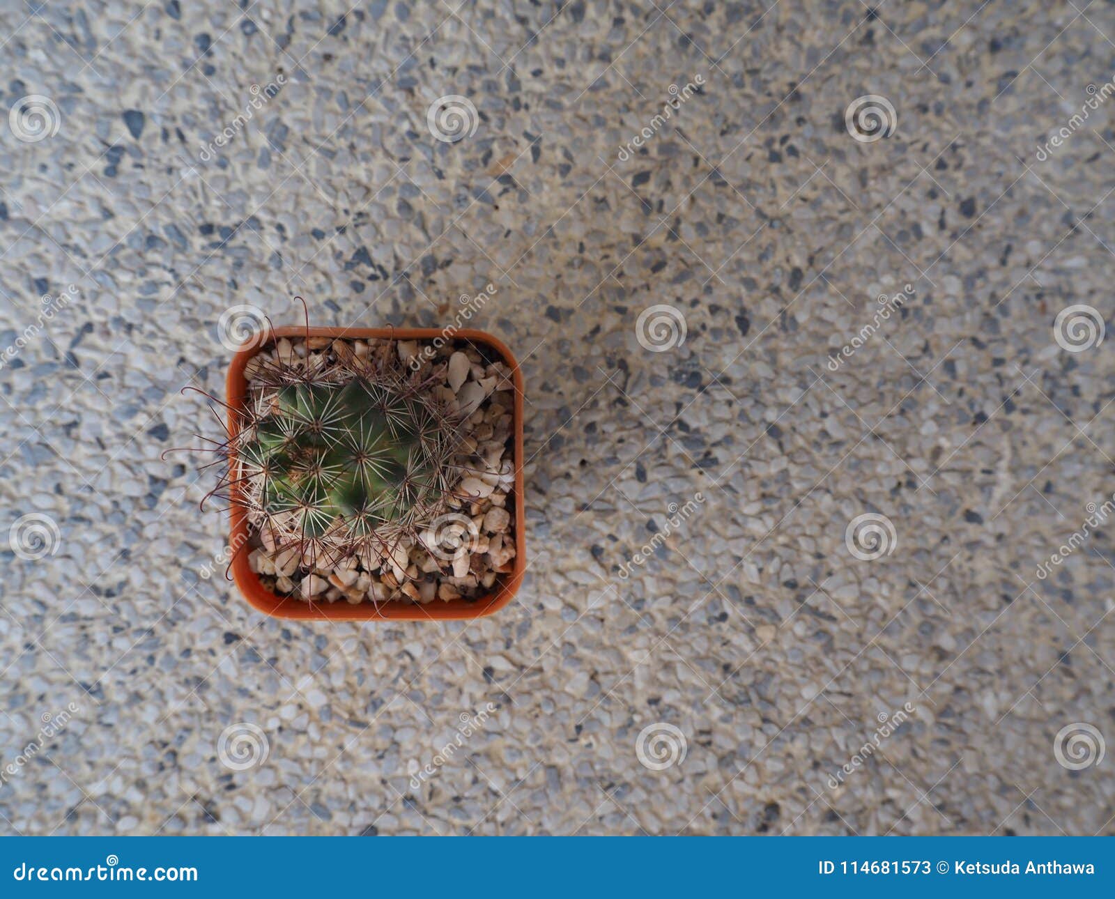 Poca pianta del cactus in vaso arancio su fondo di pietra. Cactus di vista superiore in vaso arancio su fondo di pietra