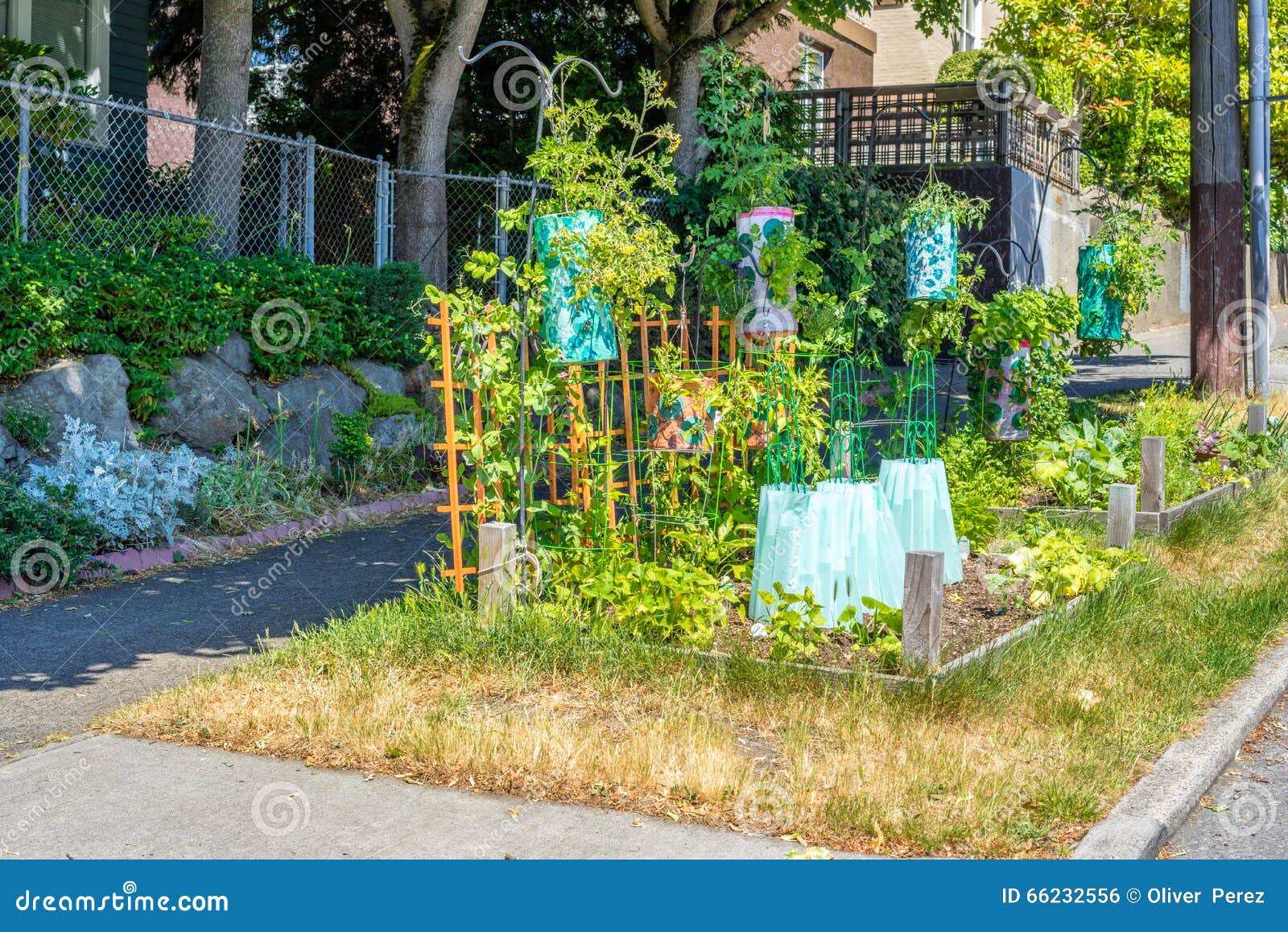 Pocket garden stock photo. Image of leaves, pocket, planter 66232556