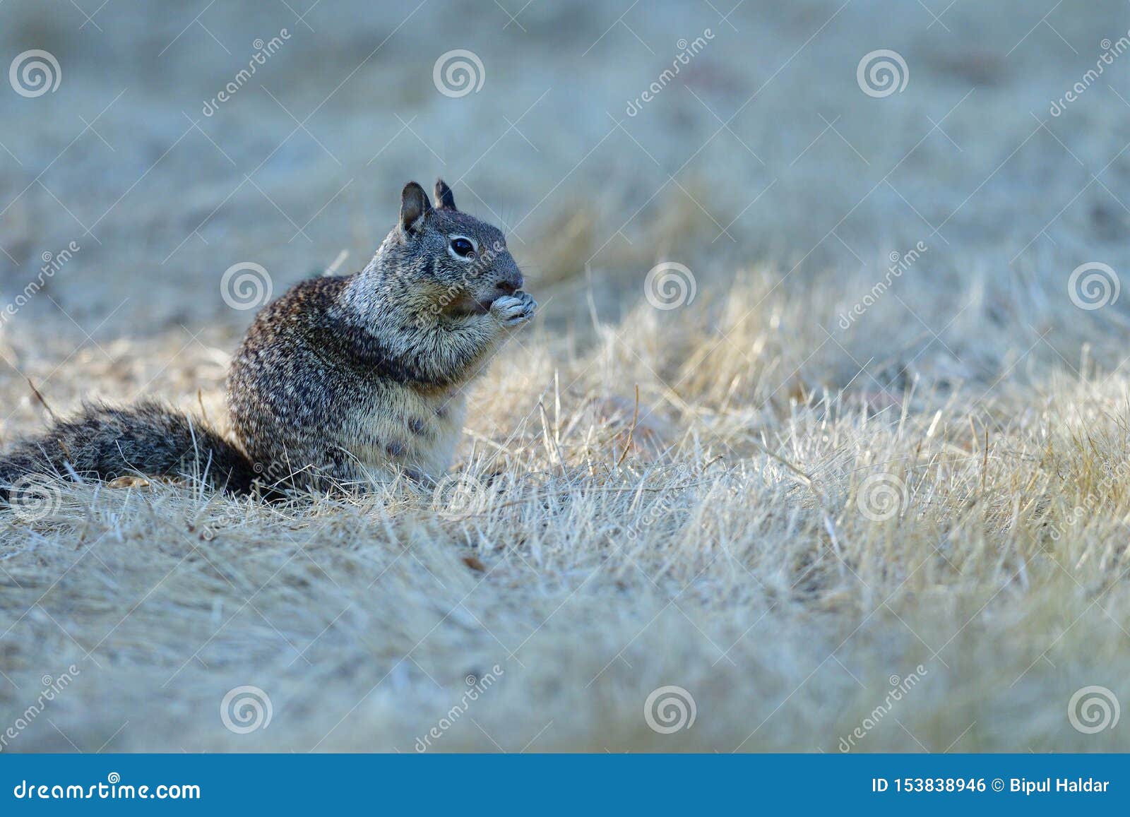 A Pocket Gopher Eating Lunch Stock Photo Image of pocket, nature