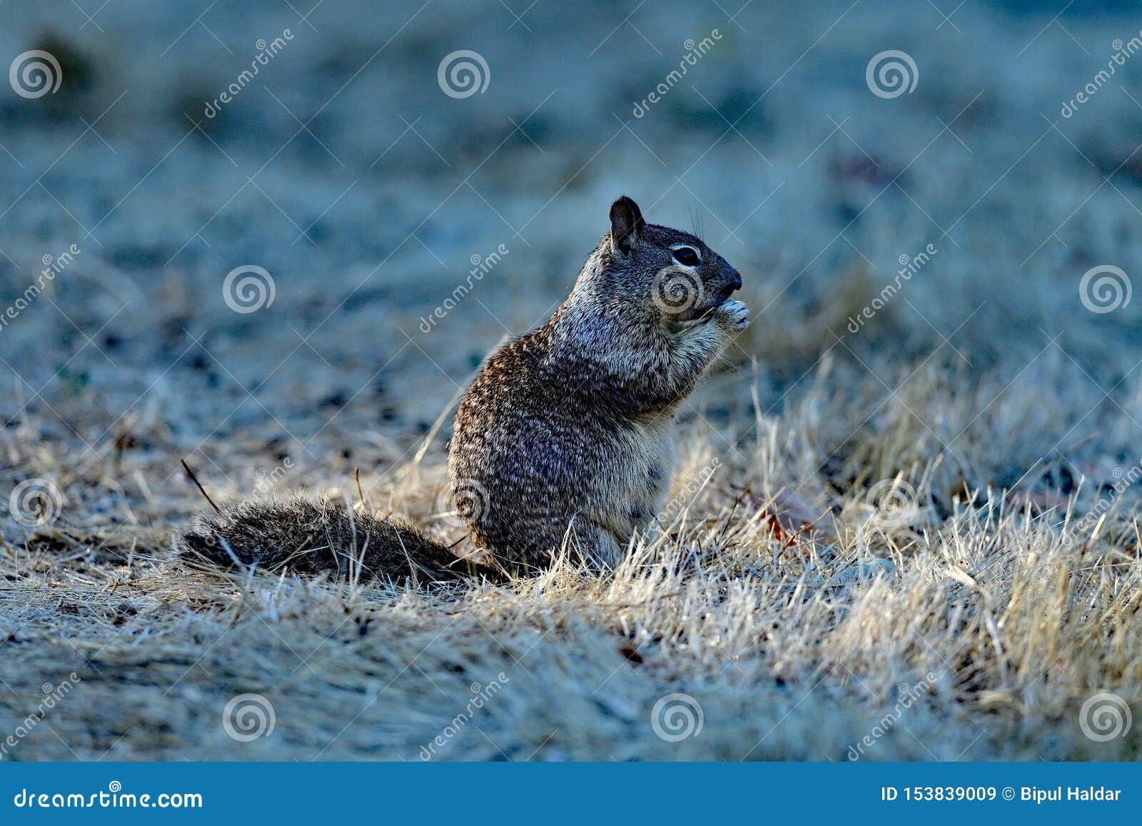 A Pocket Gopher Eating Lunch Stock Image Image of basking, pocket